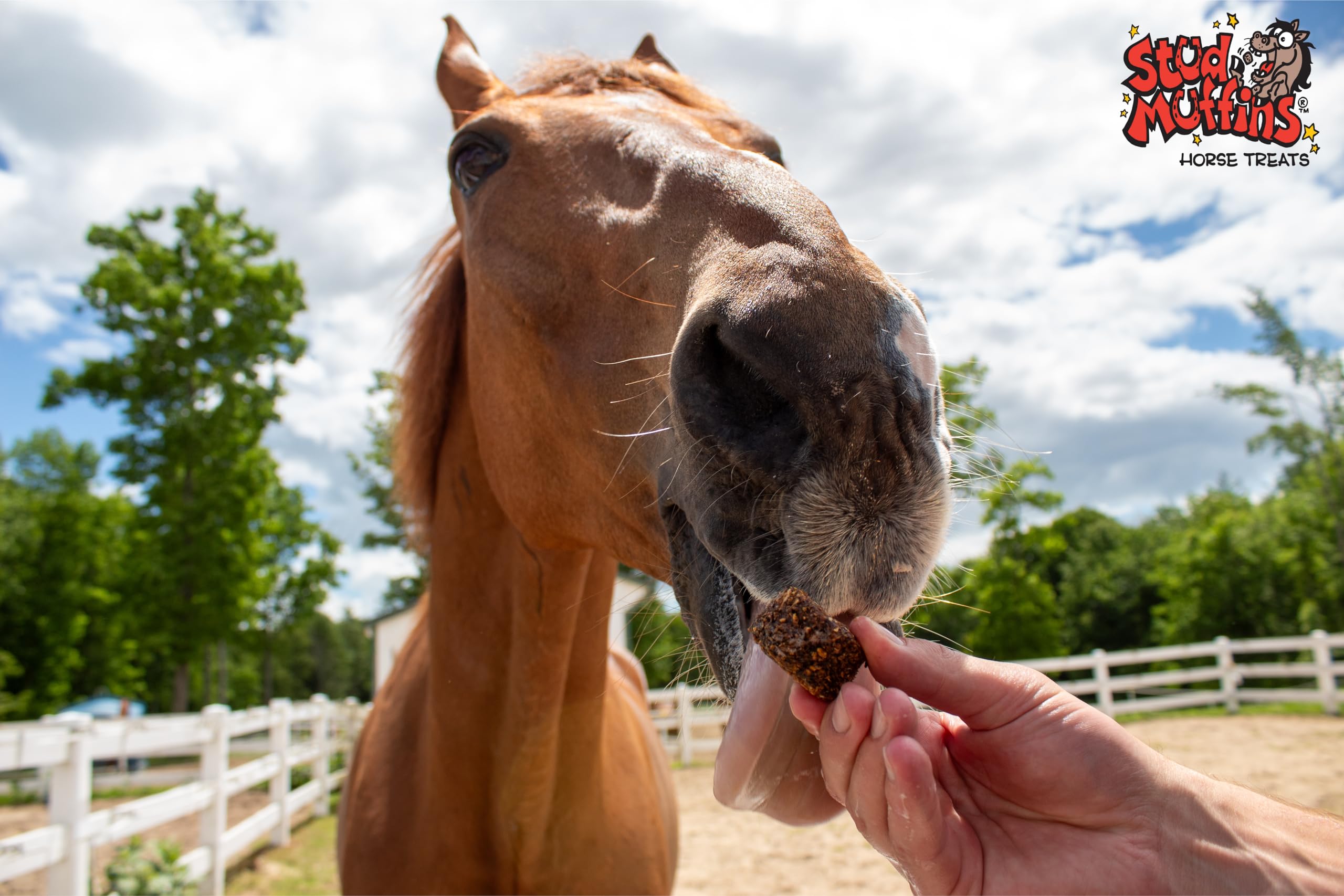 Stud Muffins S1050 Slims Horse Treat, 45 Oz