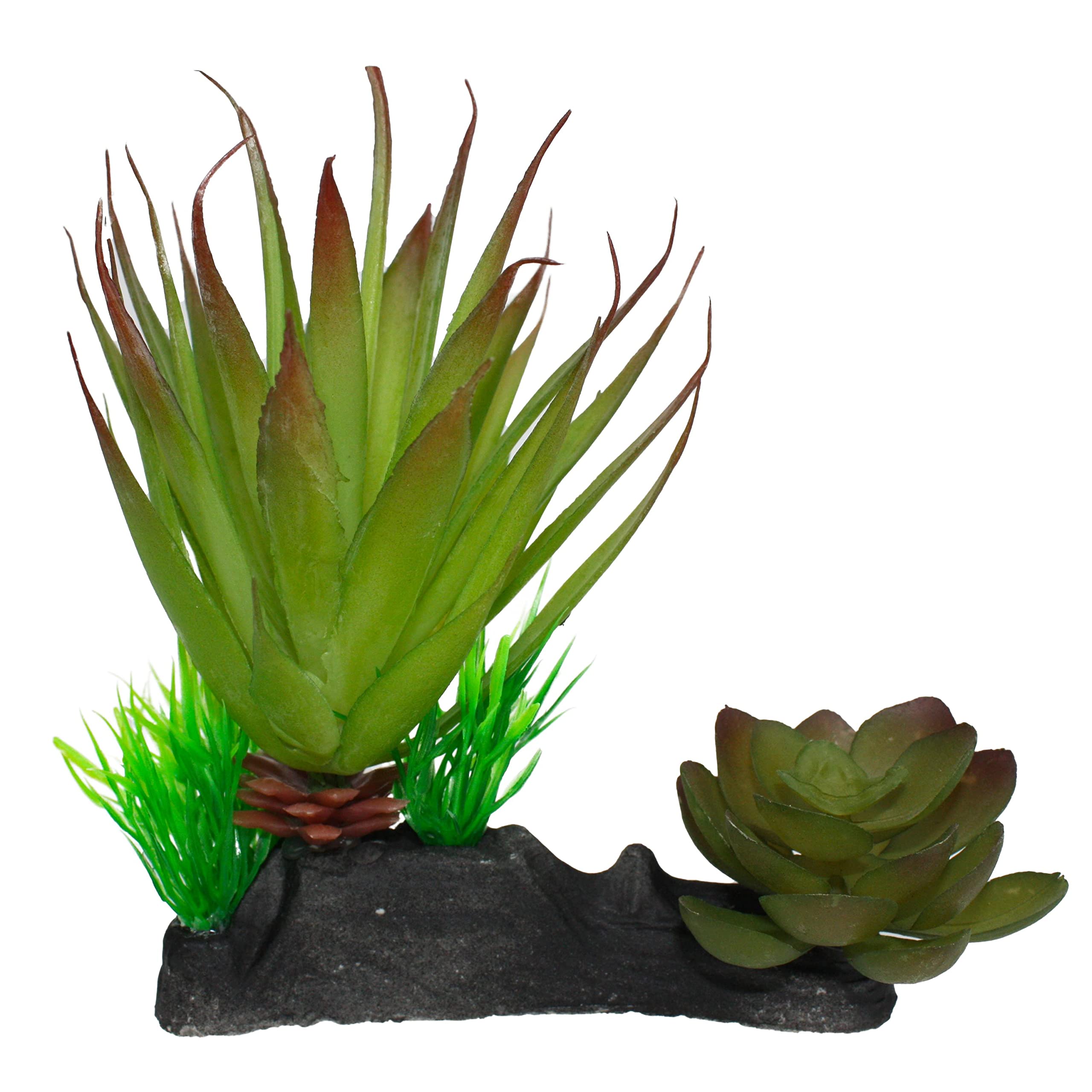 Multi Pet 48593312: Komodo Succulent Plant