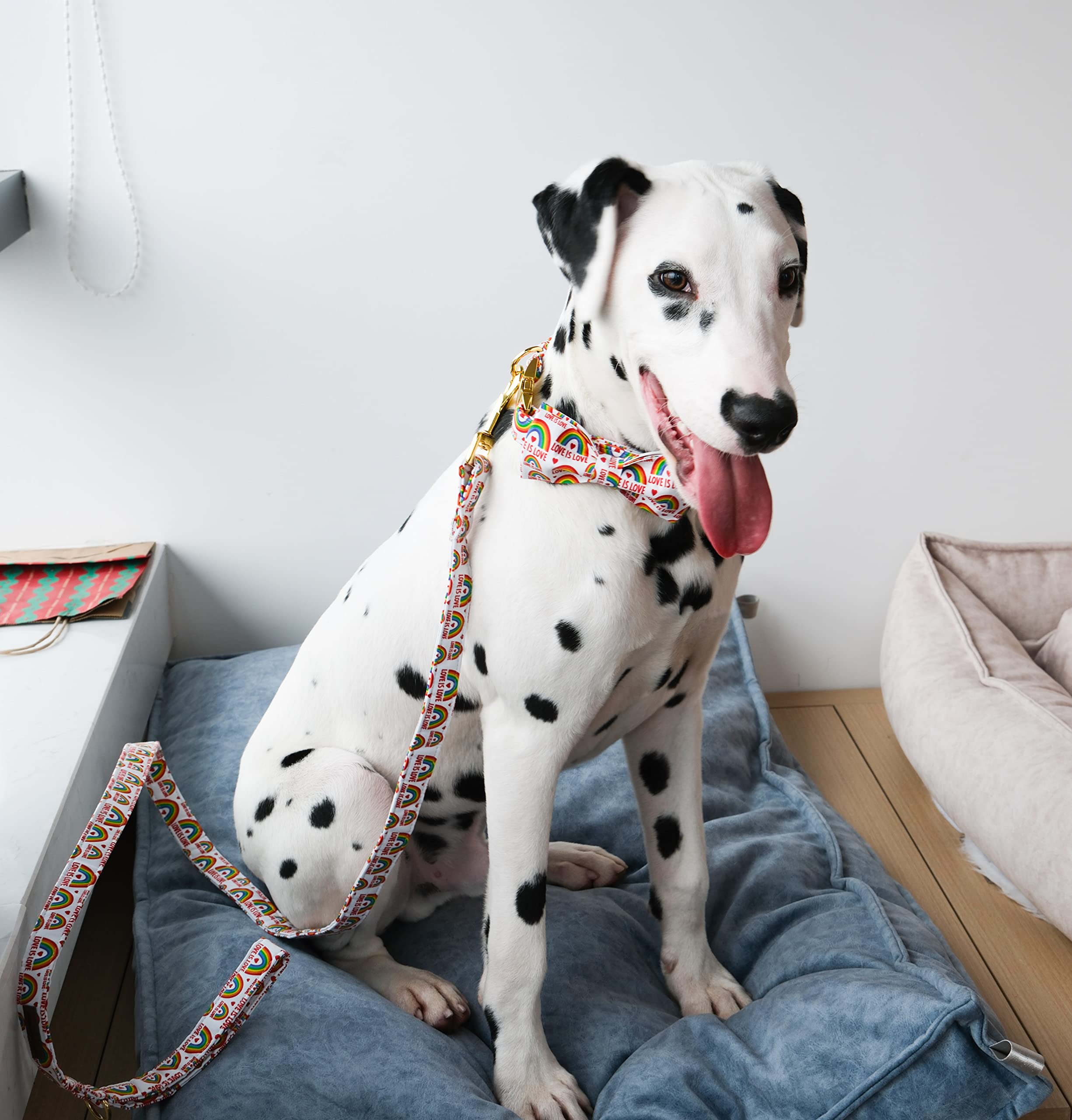 Unique Style Paws Pride Day Rainbow Dog Leash, Love Is Love Best For Small Medium Large Boys Girls Dogs