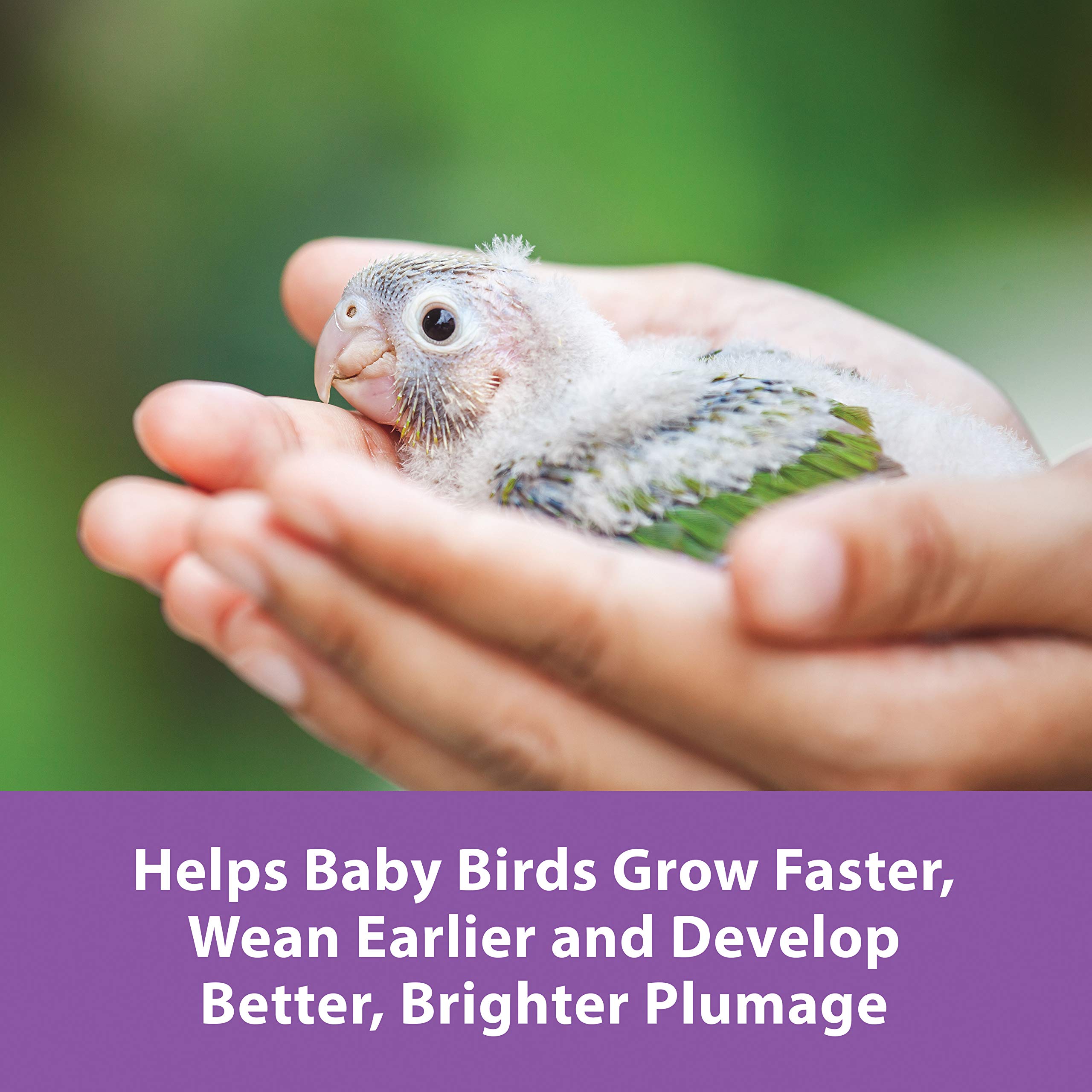 Kaytee Exact Hand Feeding Pet Bird Baby Food For Parrots, Parakeets, Lovebirds, Cockatiels, Conures, Cockatoos, and Macaws, 5 Po