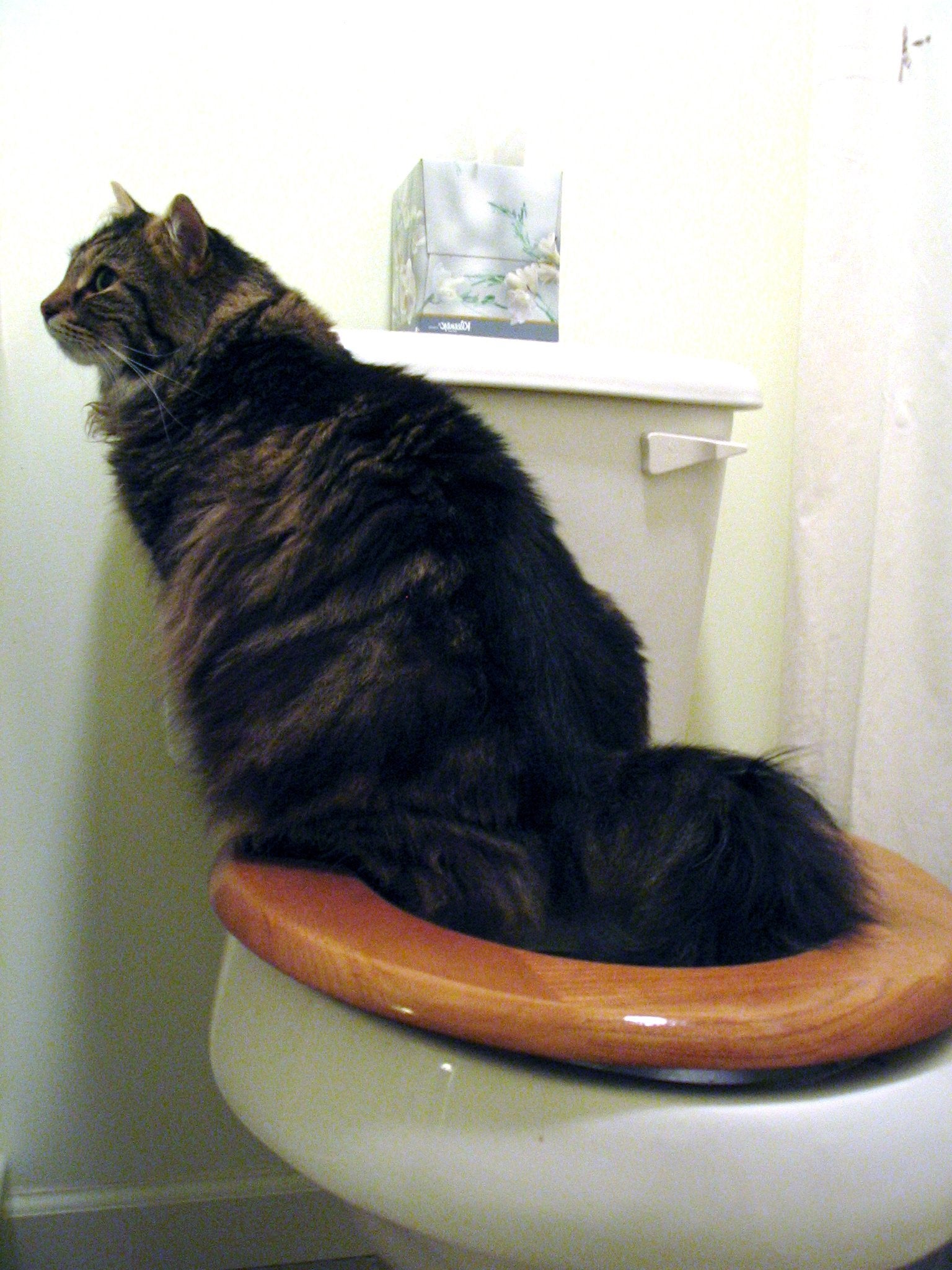 Citikitty Cat Toilet Training Kit (One Pack)