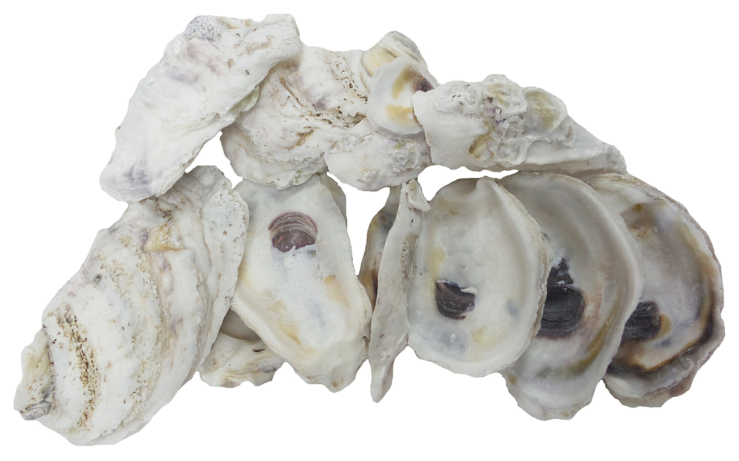 U.S. Shell, Oyster Shells, 4 To 5 Inches, 3.75'-5', 20 Count