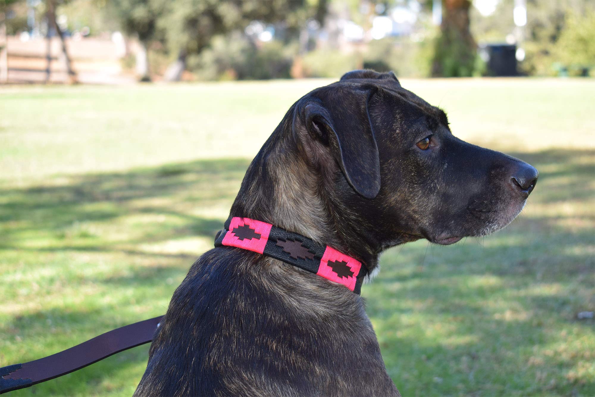 Gaucho Goods Leather Dog Collar - Antilles (S)