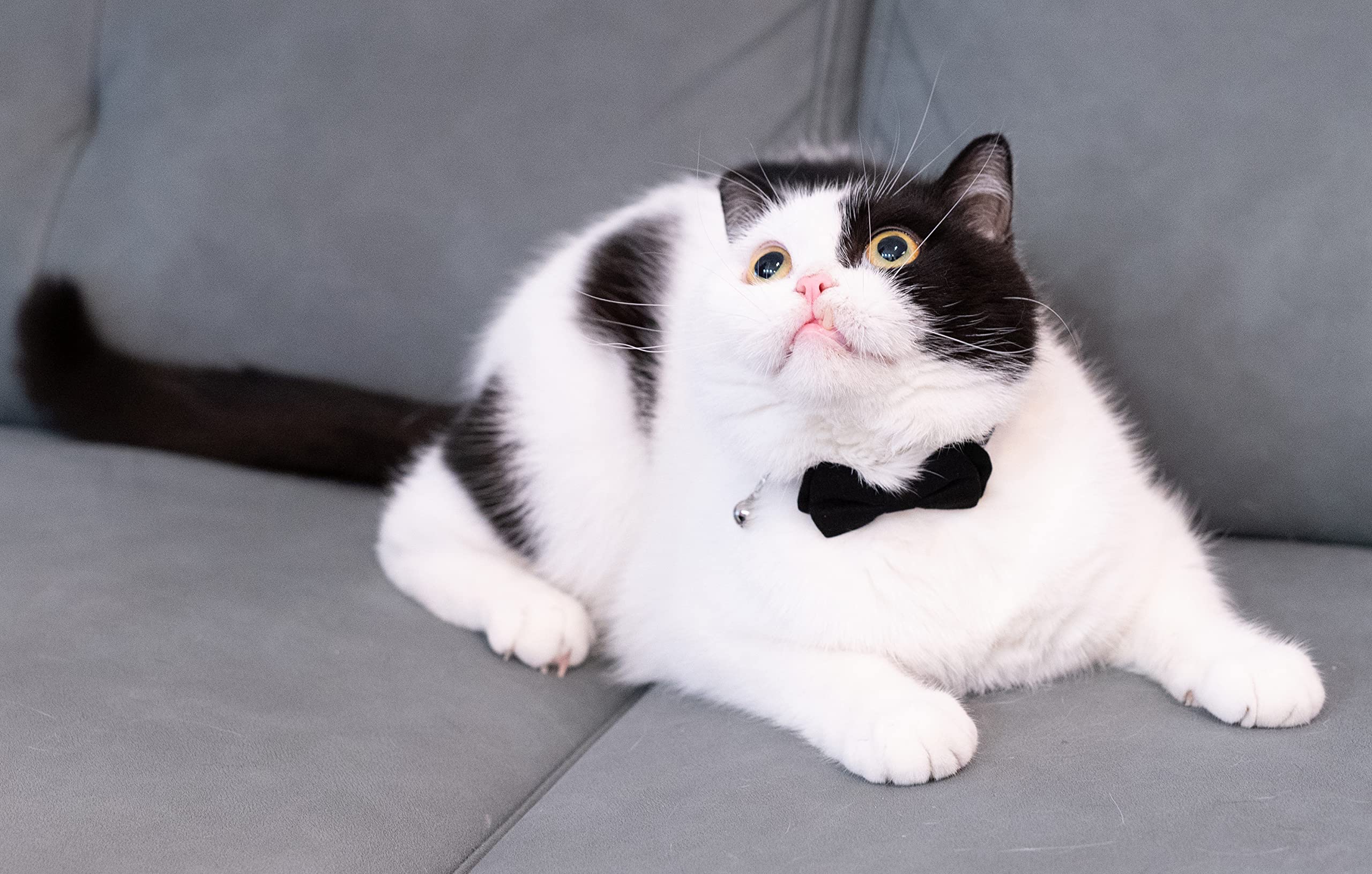Gyapet Cat Collar With Bell Breakaway Kitten Small Puppy Safety Bow Tie Solid Wedding Basic Color [1Pc] Black