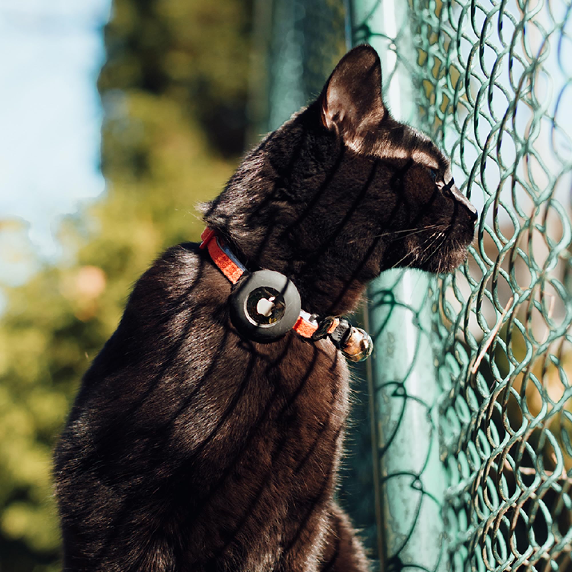 Beaus Bells - Recycled Cotton Cat Collar With Airtag Holder | Reflective, Anti-Fray, Water-Repellent, Breakaway Buckle (Kelp, Co
