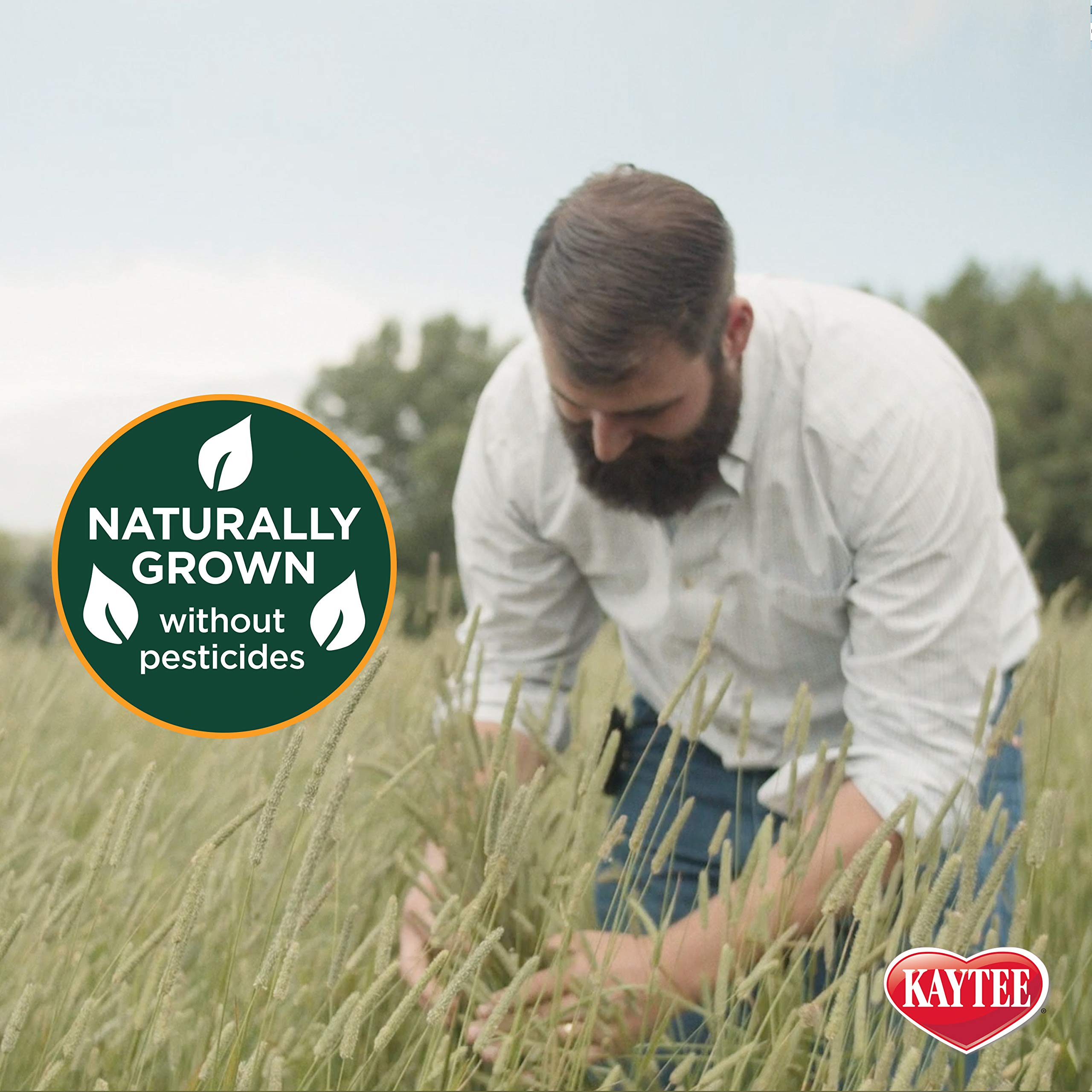 Kaytee All Natural Timothy Hay Wild Meadow Hay Blend for Guinea Pigs, Rabbits & Other Small Animals, 24 Ounce
