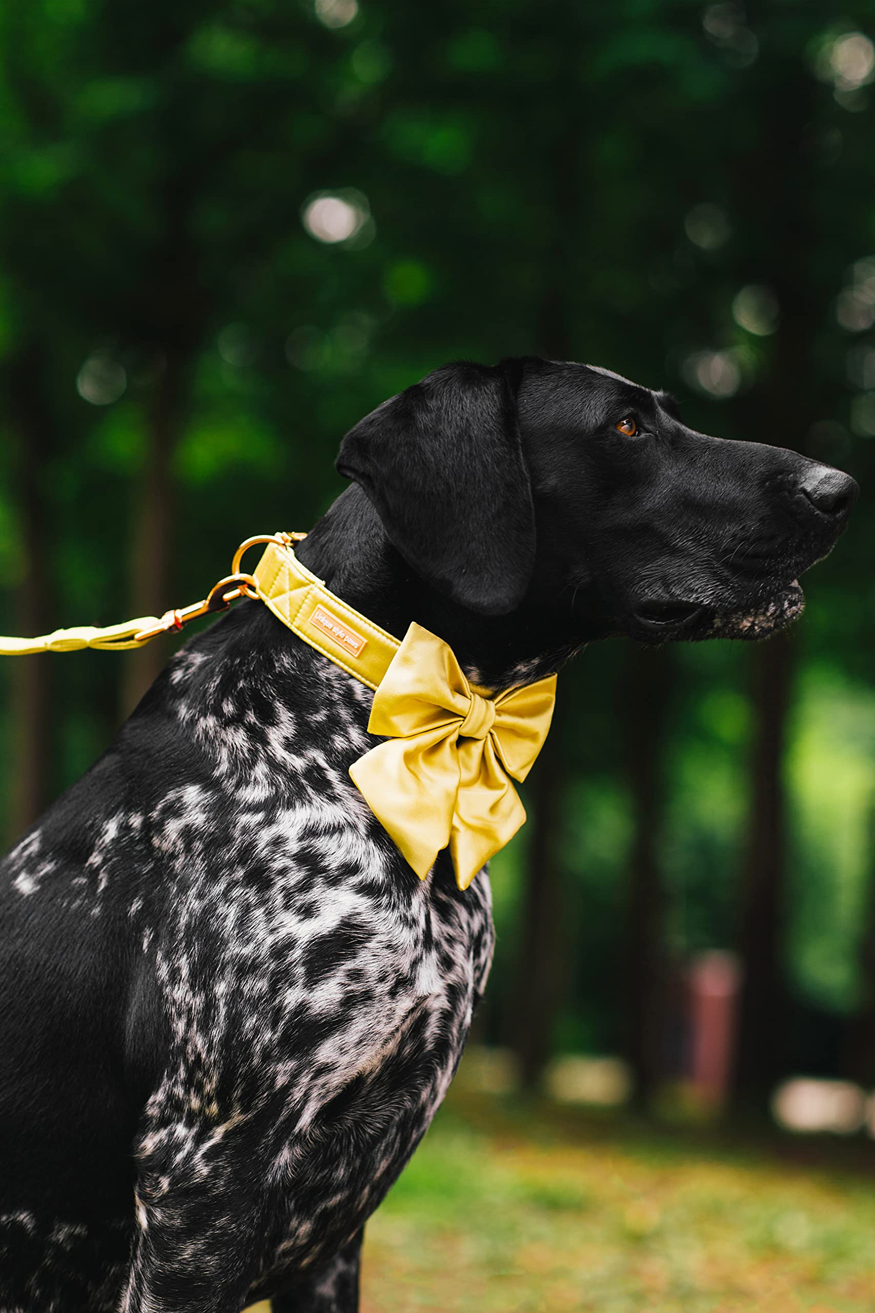 Unique Style Paws Silk Yellow Color Dog Collar Adjustable Durable Dog Collar With Bow Wedding Bow Tie Dog Collar For X-Large Dogs