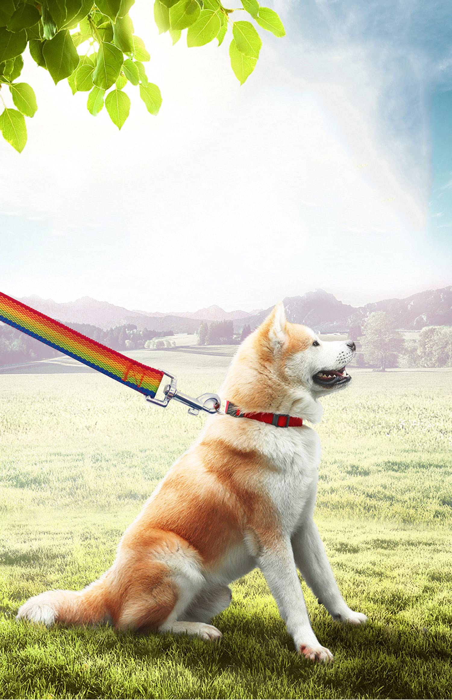 Petgogo 15Ft 20Ft 30Ft 40Ft 50Ft Long Dog/Puppy Lead Obedience Recall Training Dog Leashes For Small Medium Dogs Camping, Traini