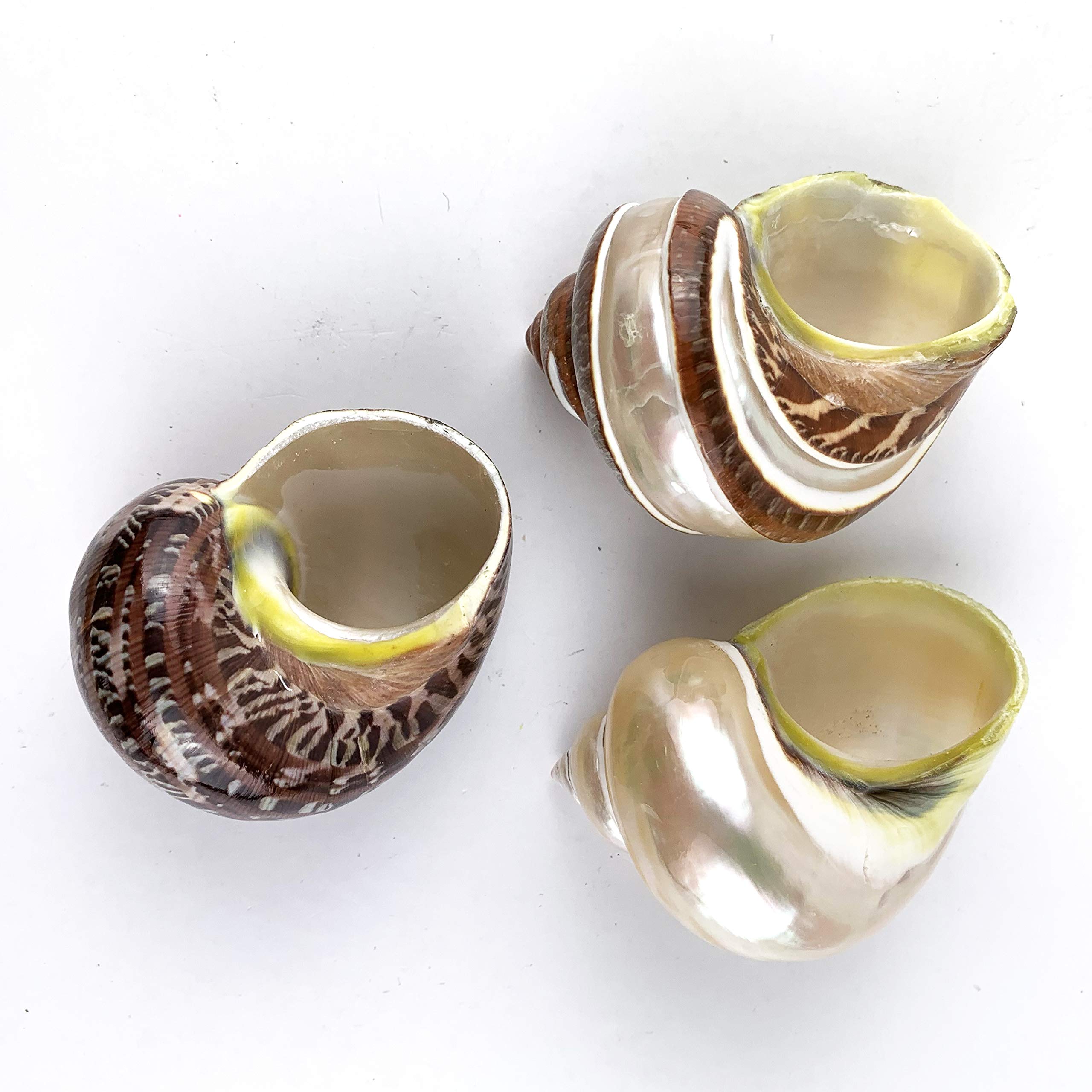 Worlds 3Pc Large Mix Hermit Crab Shells&Turbo Shells 2''-2-3/4''Inch