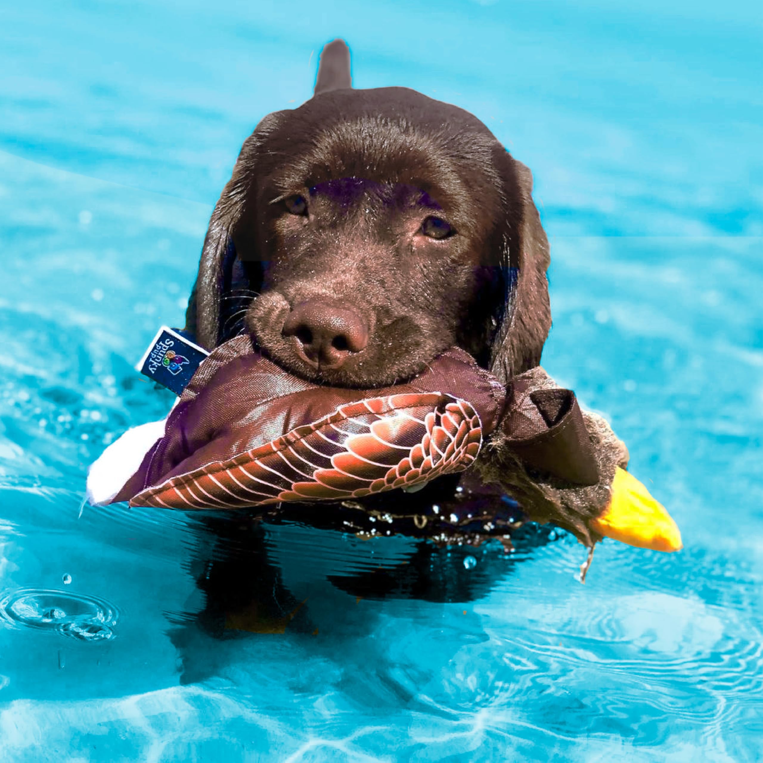 Spunky Pup Fly & Fetch Plush Eagle Dog Toy | Interactive 100 Ft Sling Shot Launcher With Built-In Bungee | Pull Back & Release | Durable Construction | Ballistic Fabric | Floats | For Medium Breeds