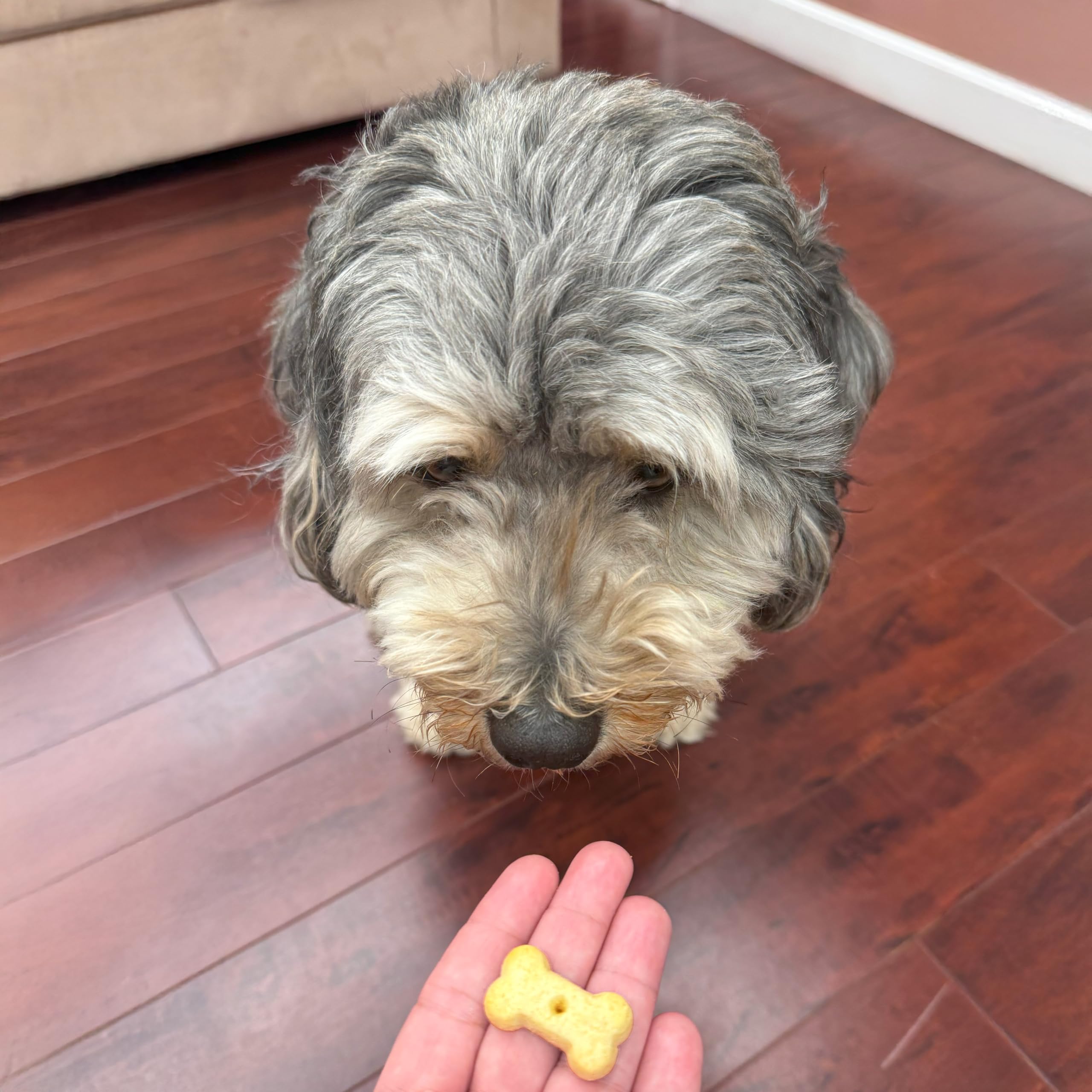 Best Buddy Bones