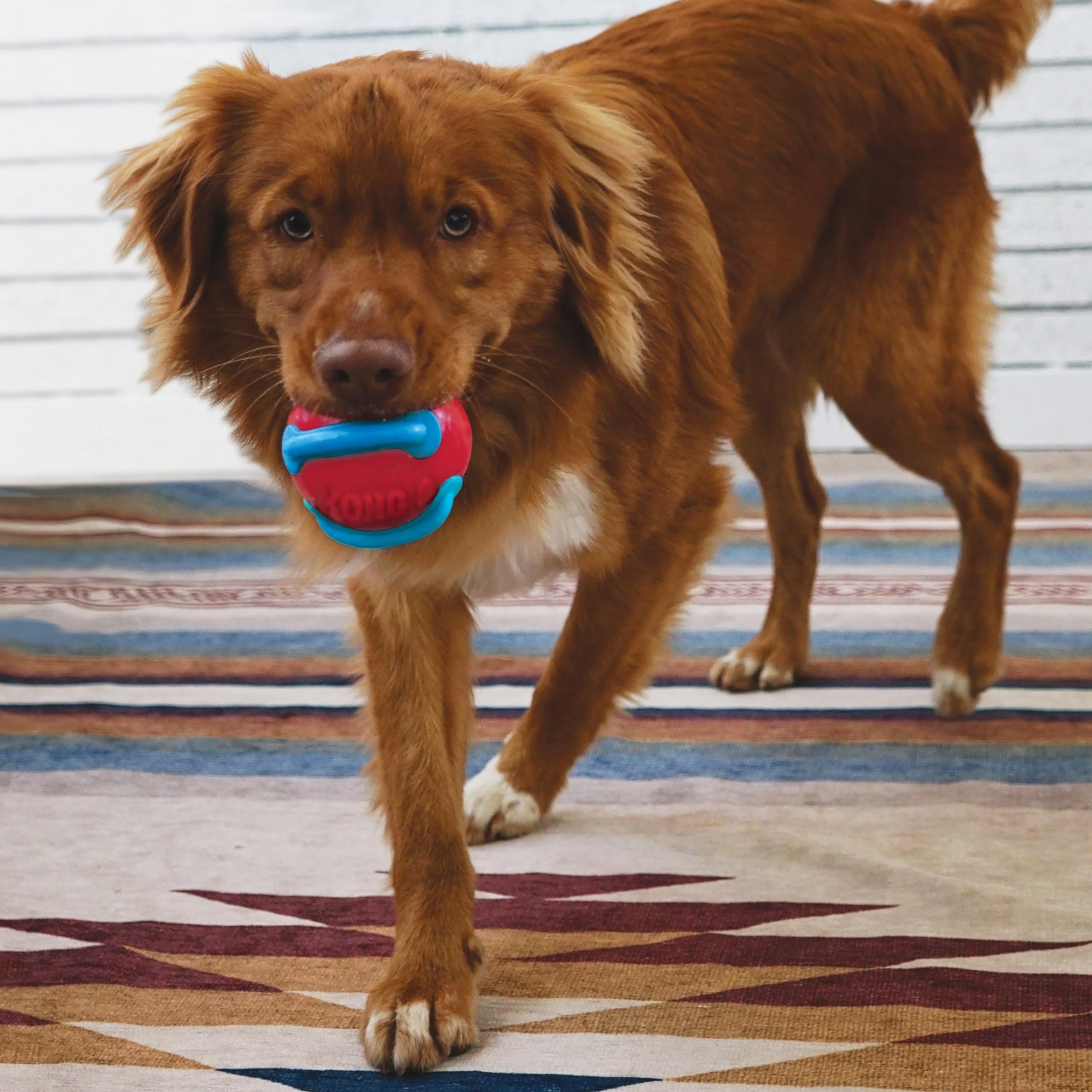 Kong Jaxx Brights Tug W/Ball Assorted Md