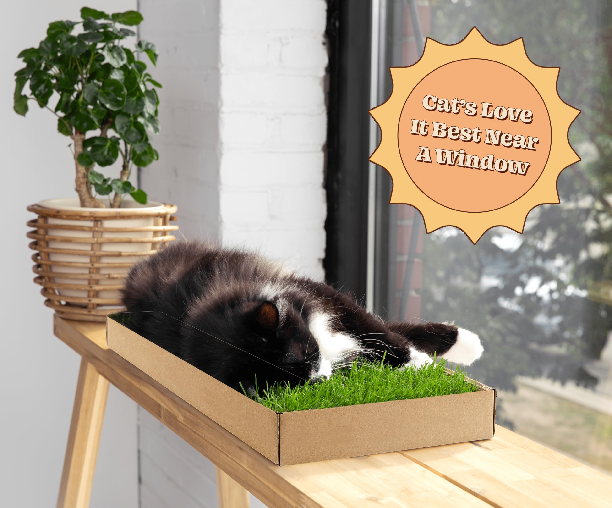 Cat Real Grass Window Bed Perch, Real Grass Cat Window Lounge Bed, Indoor Real Grass Window Bed Perch For Cat, Window Perch For Small And Large Cat, Cat Window Seat Bed For Windowsill And Bedside