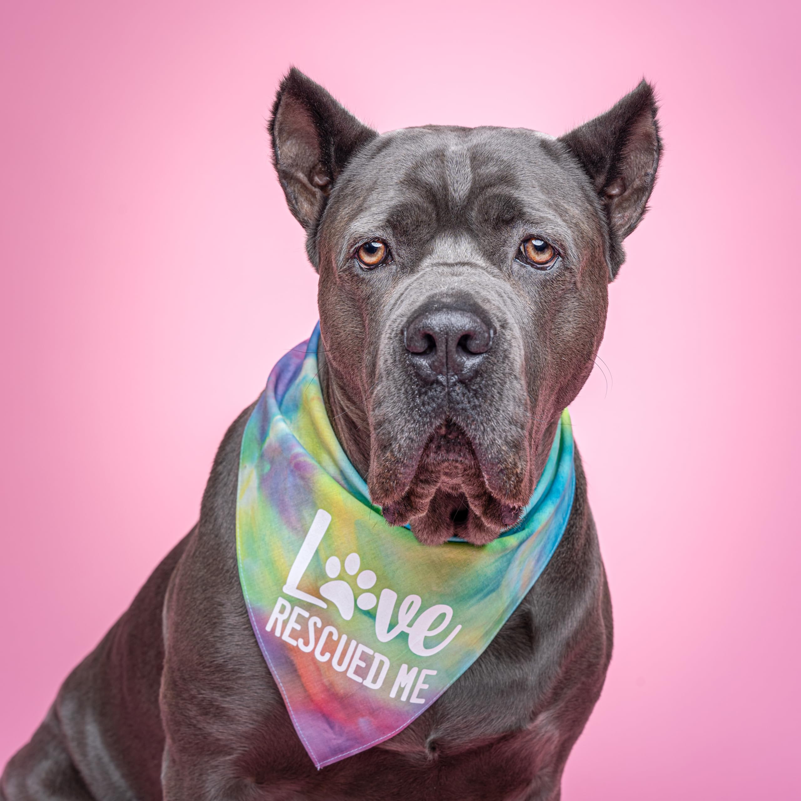 Love Rescued Me Adoption Rescue Dog Dog Bandana (Royal Scrunch, Os164)