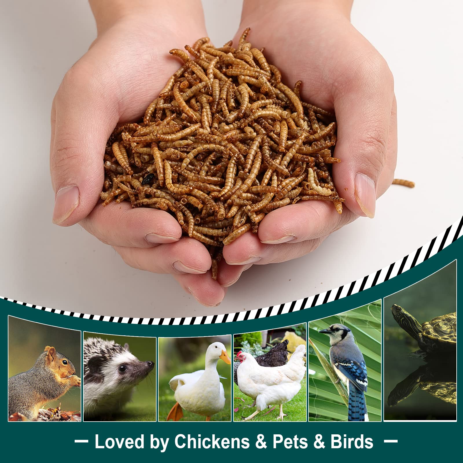 Euchirus Non-GMO Dried Mealworms - High-Protein Bird & Poultry Treats, 2LB Bulk, Ideal for Hens, Ducks, & More