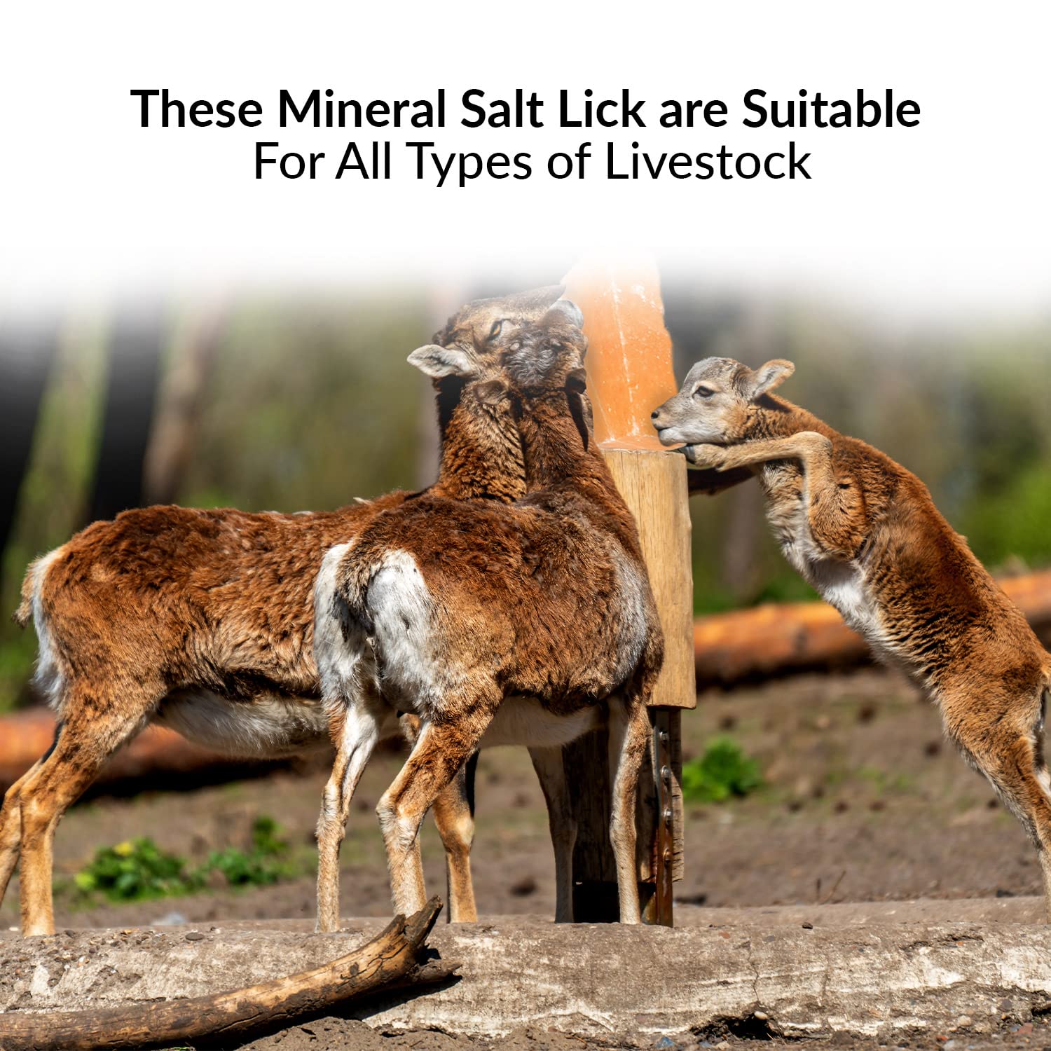 Himalayan Nature Licking Salt for Deer - 6 Pack, Pink