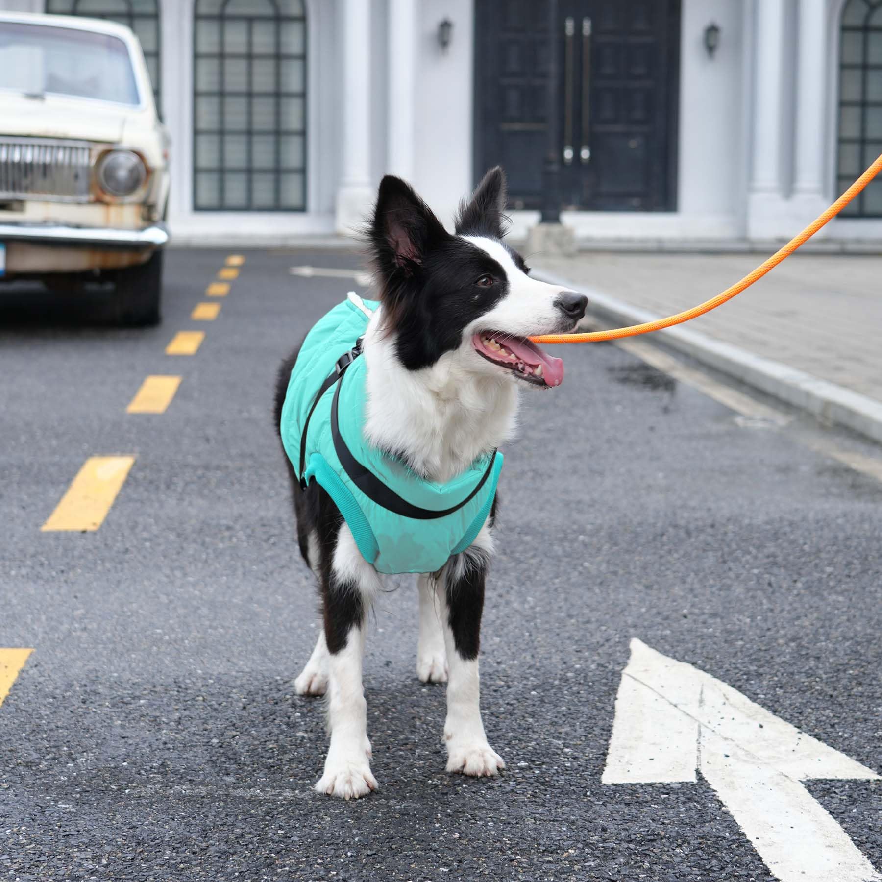 Joydaog Dog Jacket With Harness,Fleece Lined Warm Puppy Coat For Winter,Soft Windproof Medium Dog Vest,Bluegreen L