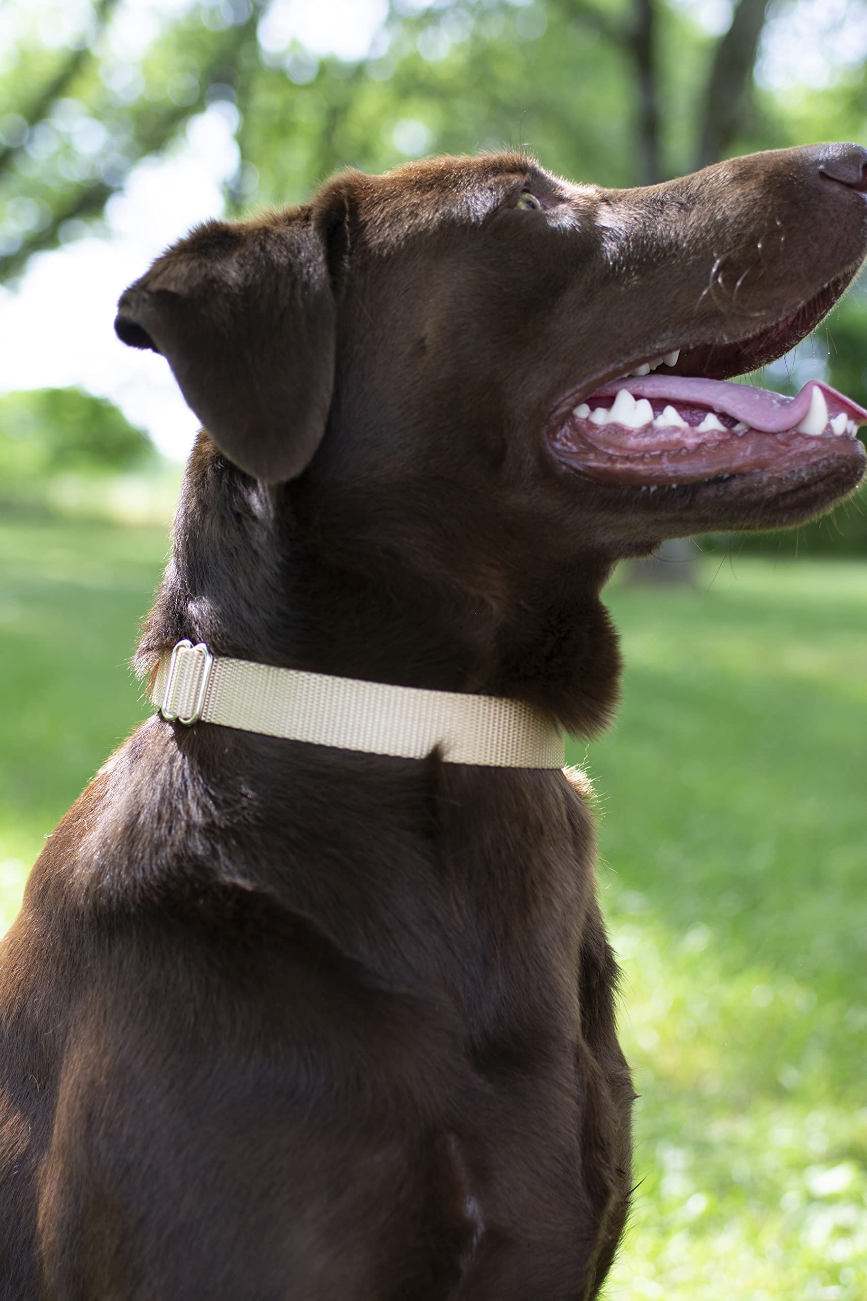 Country Brook Design - Vibrant 30+ Color Selection - Premium Nylon Dog Collar With Metal Buckle (Large, 1 Inch, Copper Gold)