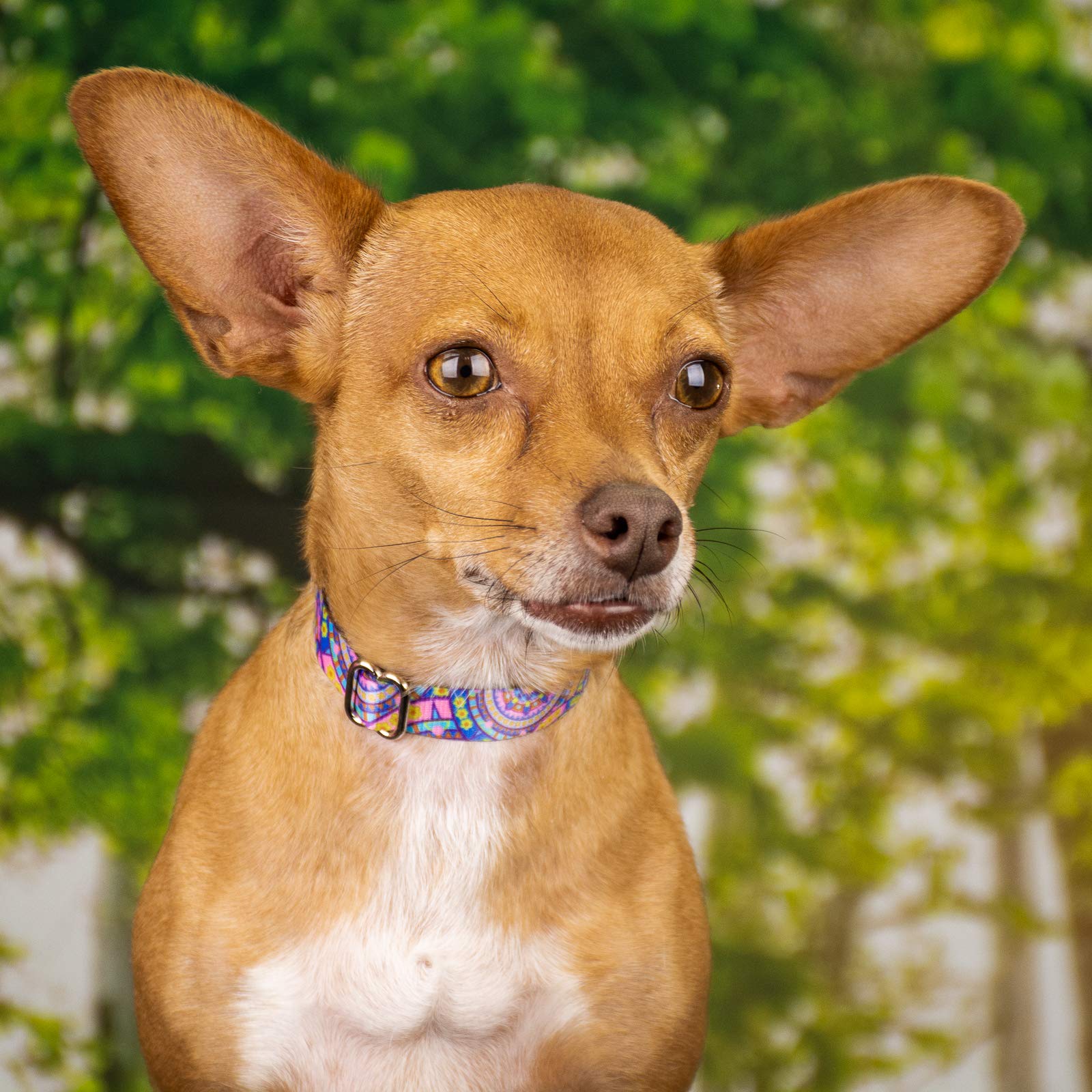 Country Brook Petz - Blue Boho Mandala Martingale Dog Collar - Groovy Collection Featuring Far Out Designs (1 Inch, Extra Large)