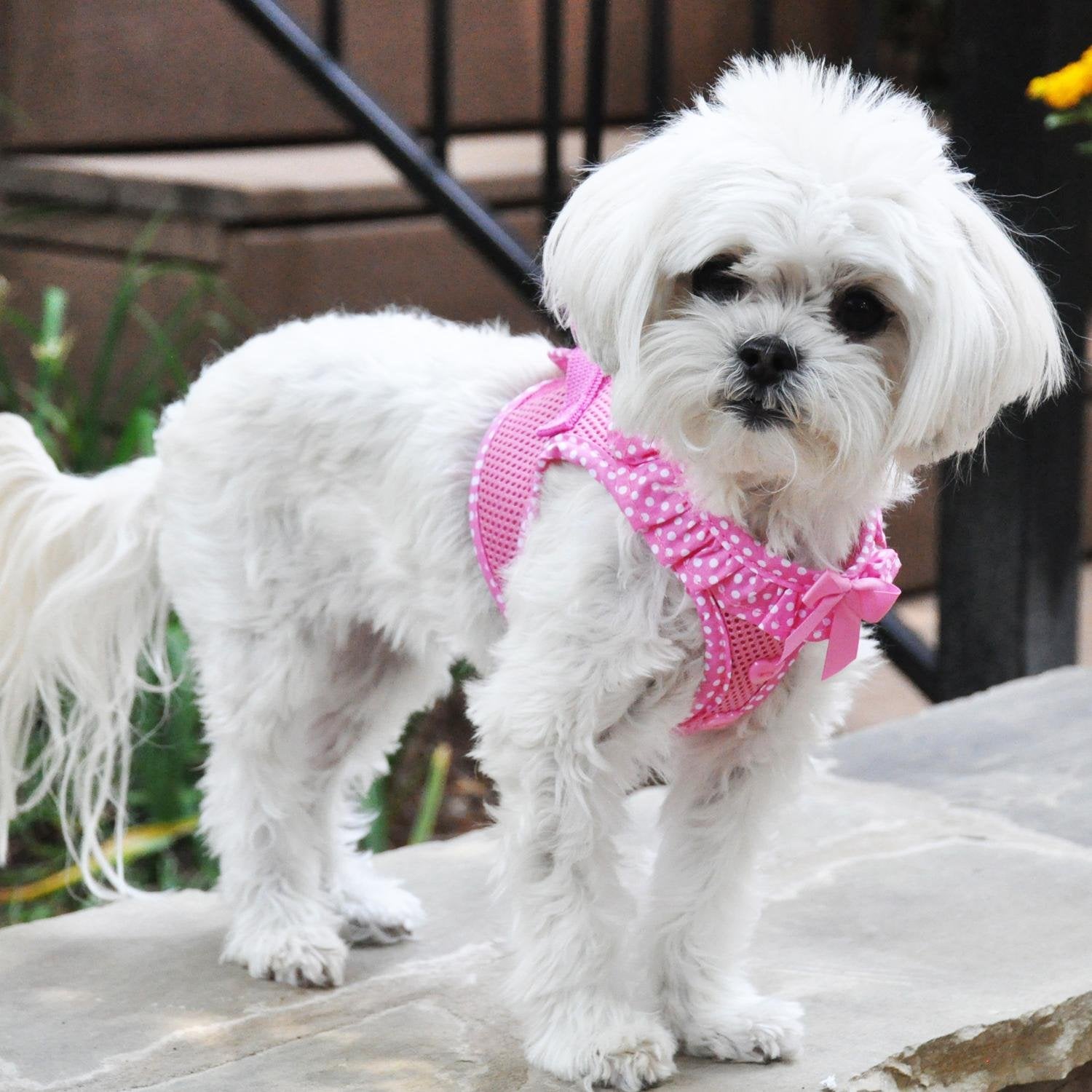 Doggie Design Dog Harness - No Choke Dog Harness, Dog Vest, Mesh Polyester, Pet Harness, Simple Step In And Go Design, Harness For Dog - Pink Polka Dot - Xl