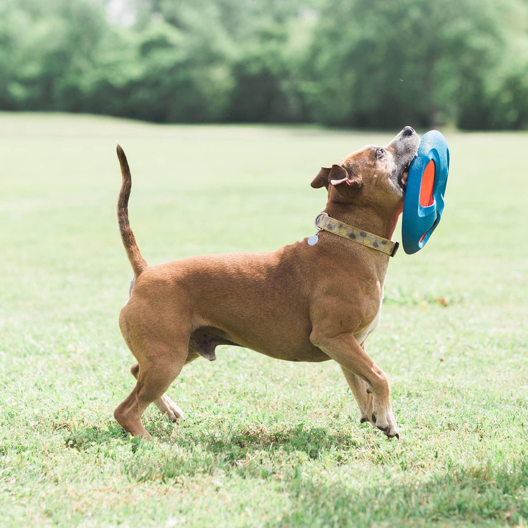 Chuckit! Fetch Flight Dog Toy