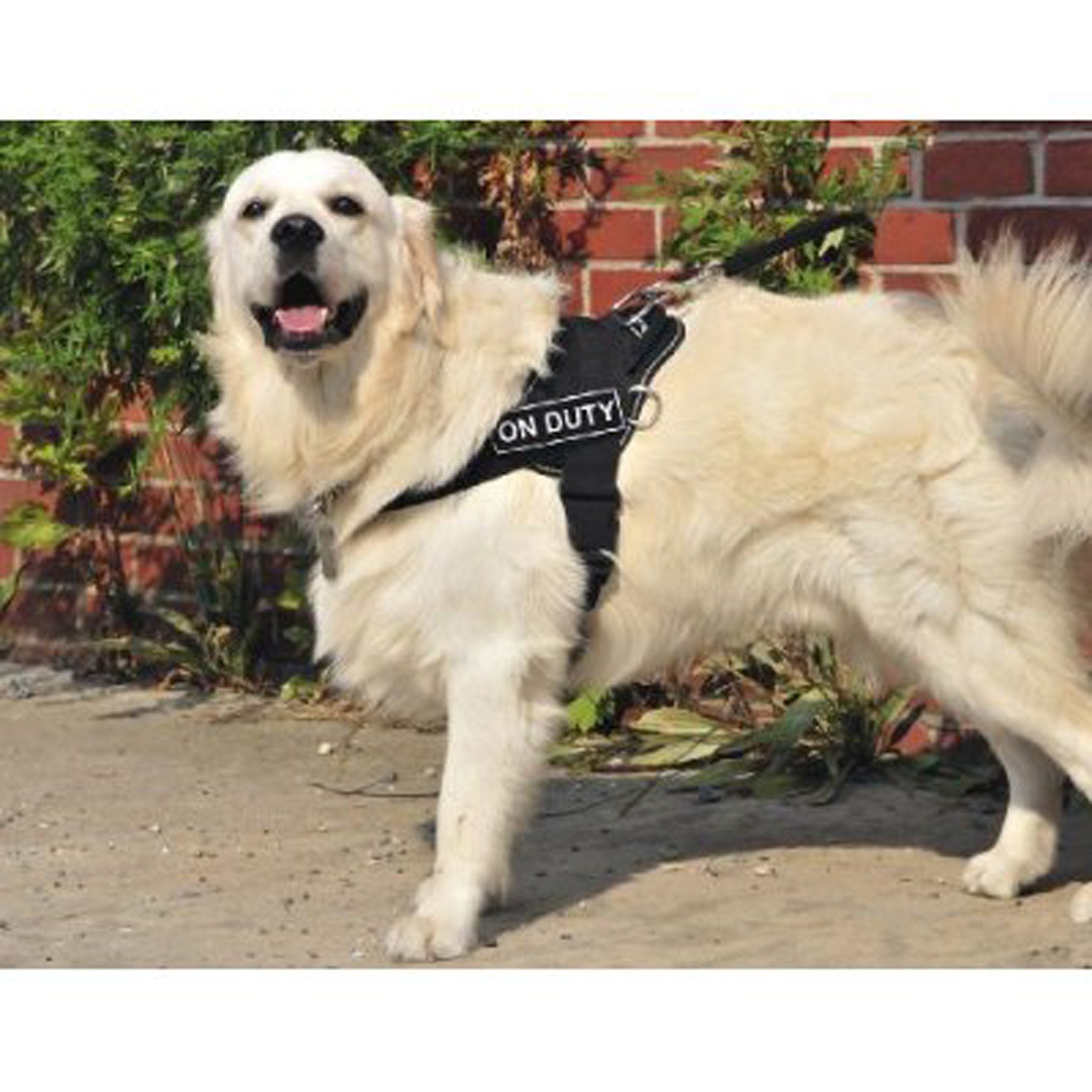 Dt Fun Works Harness, On Duty, Black With Reflective Trim, Small - Fits Girth Size: 22-Inch To 27-Inch