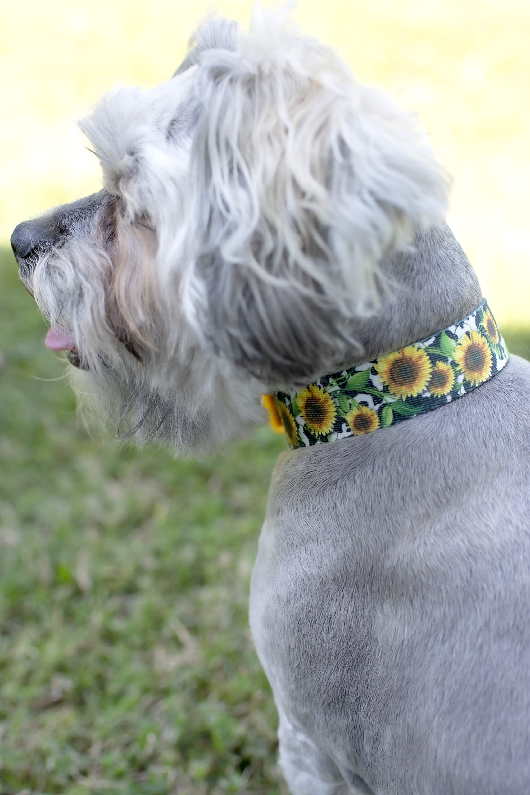 Country Brook Petz - Dairy Fields Martingale Dog Collar - Country And Western Collection Featuring Rustic Designs (1 Inch, Large
