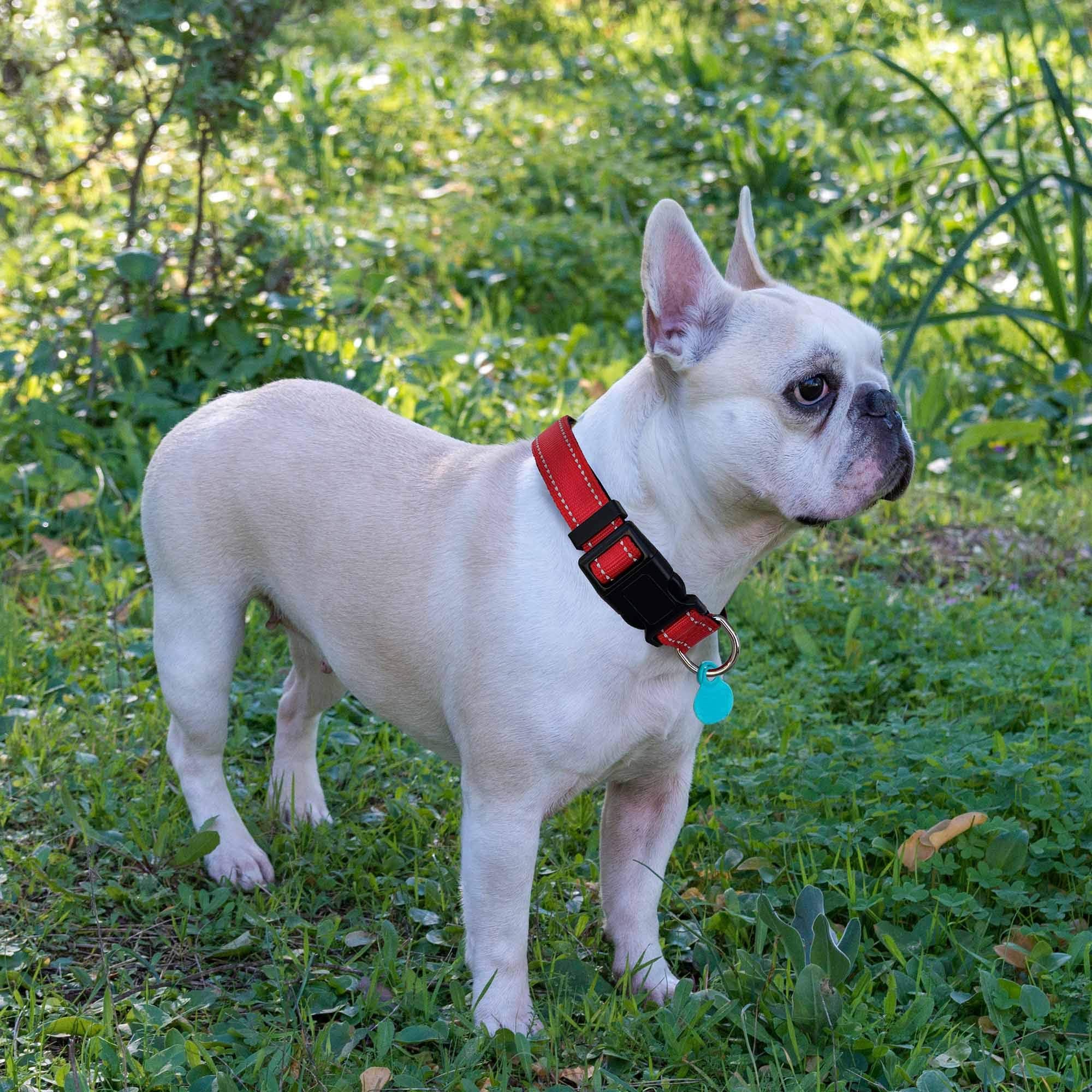 Ladoogo Reflective Dog Collar & Leash Set, Soft Neoprene, Adjustable, Large 19"-23.5", Red