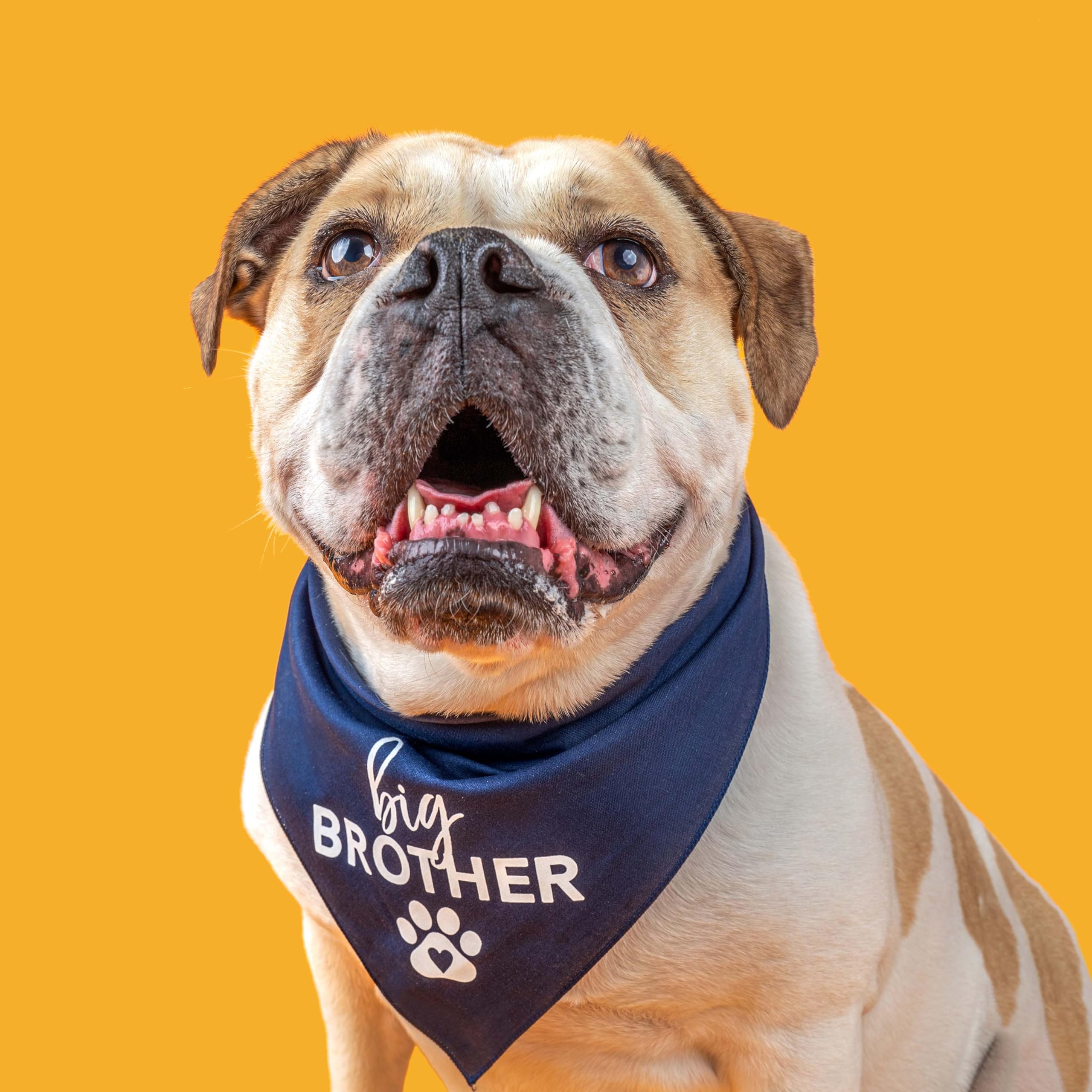 Big Brother With Heart Paw Baby Announcement Dog Bandana (Navy, Xs 87)