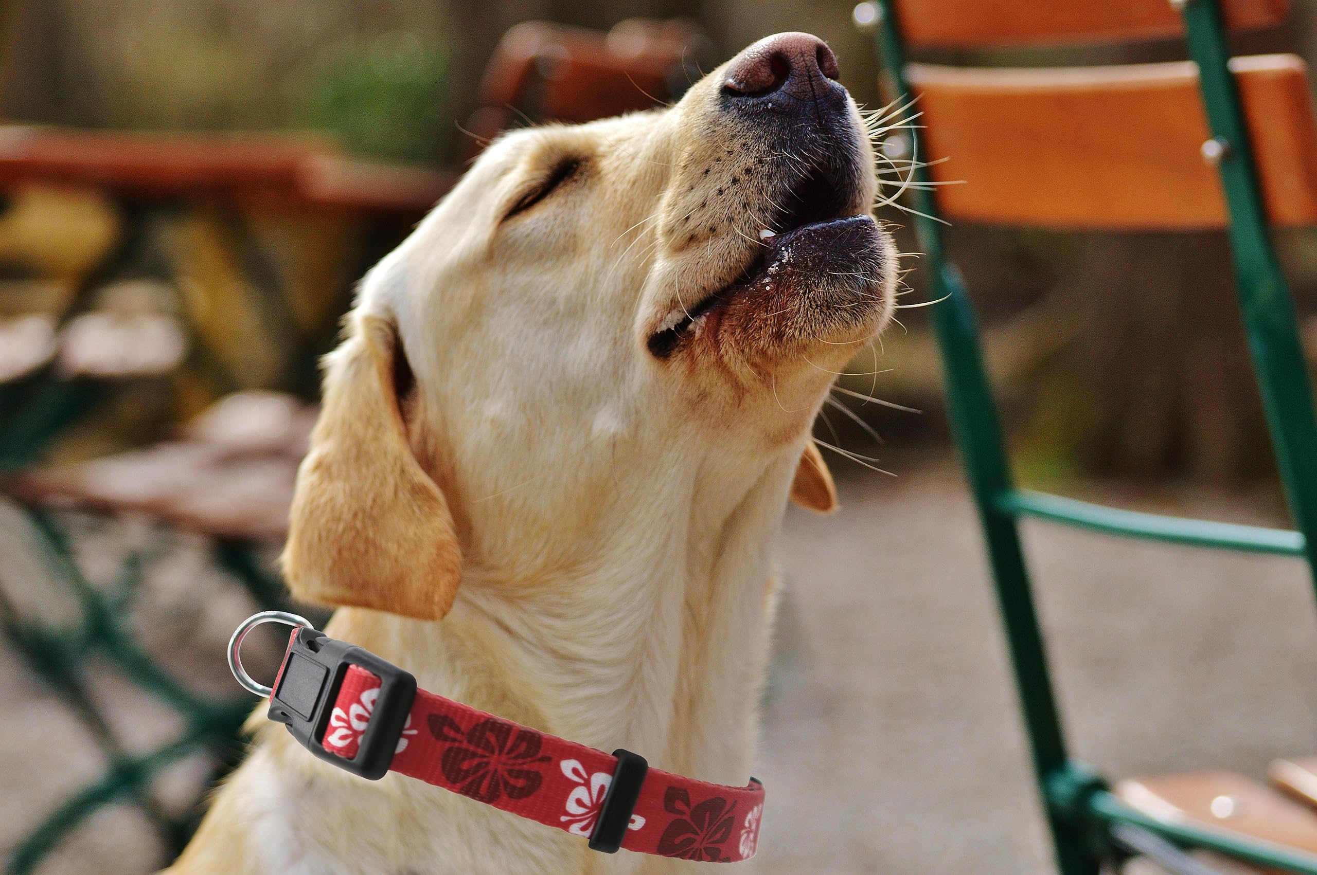 Aiminto Dog Collar, Cute Floral Pattern, Soft And Adjustable Collar With Quick Release Buckle (L (Neck 16-28'', Width 1''), Hawa