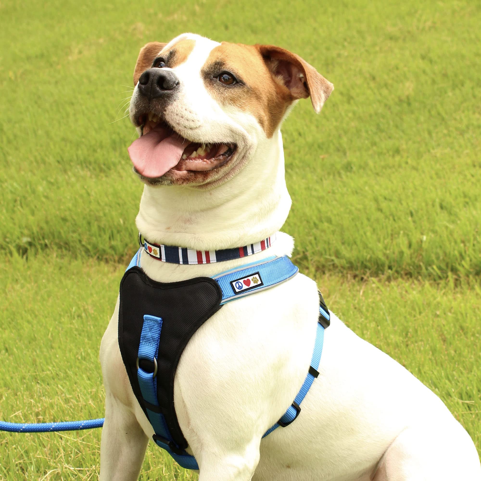 Pawtitas Pet Soft Adjustable Solid Color Nylon Puppy / Dog Collar Matching Leash And Harness Sold Separately Personalized Customizable Dog Collar Embroidered Customize W Pet Name & Phone Number (X-Small (Pack Of 1), Red / White / Blue)