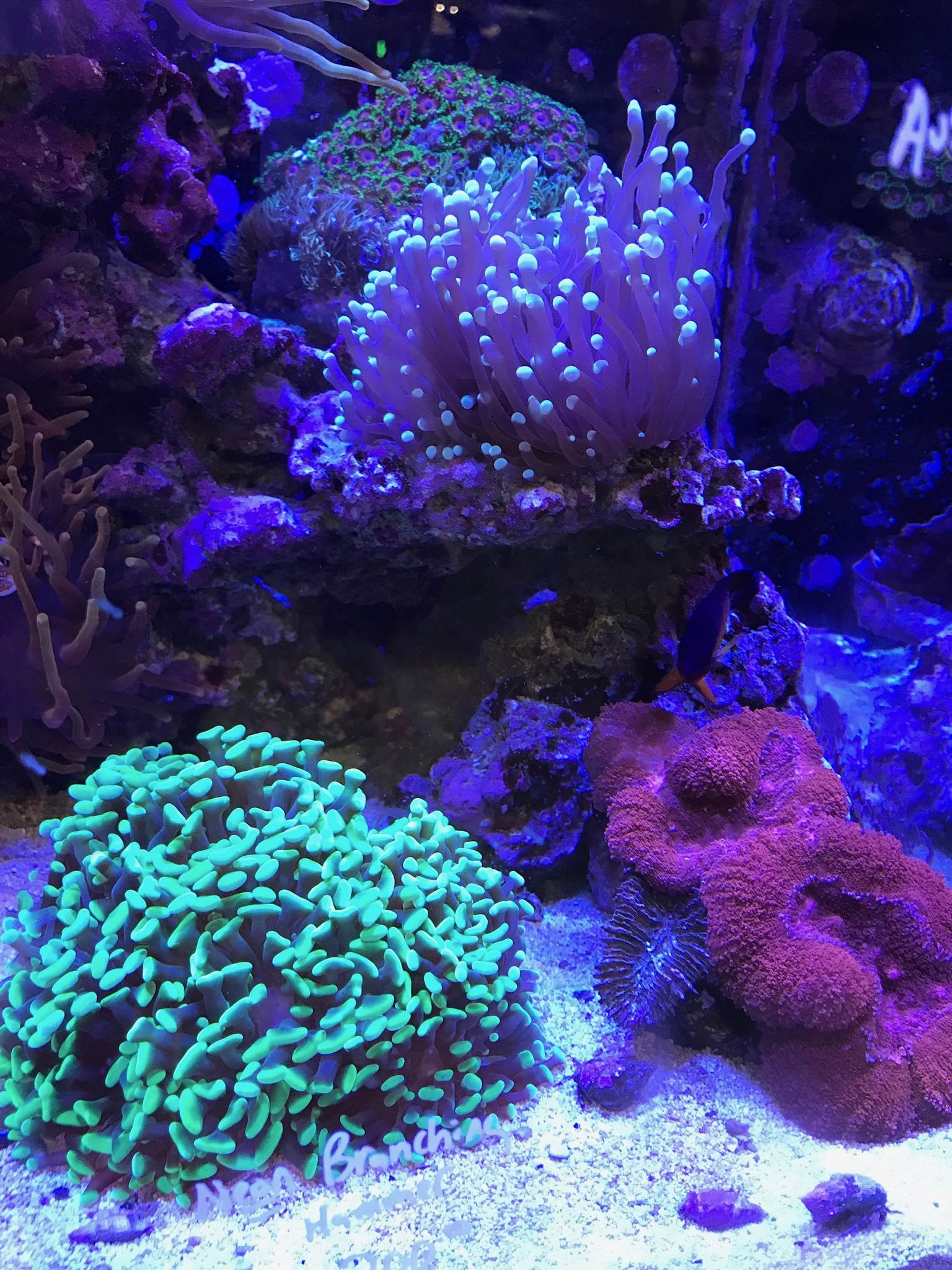 Reef Builder, 600 g / 1.3 lbs
