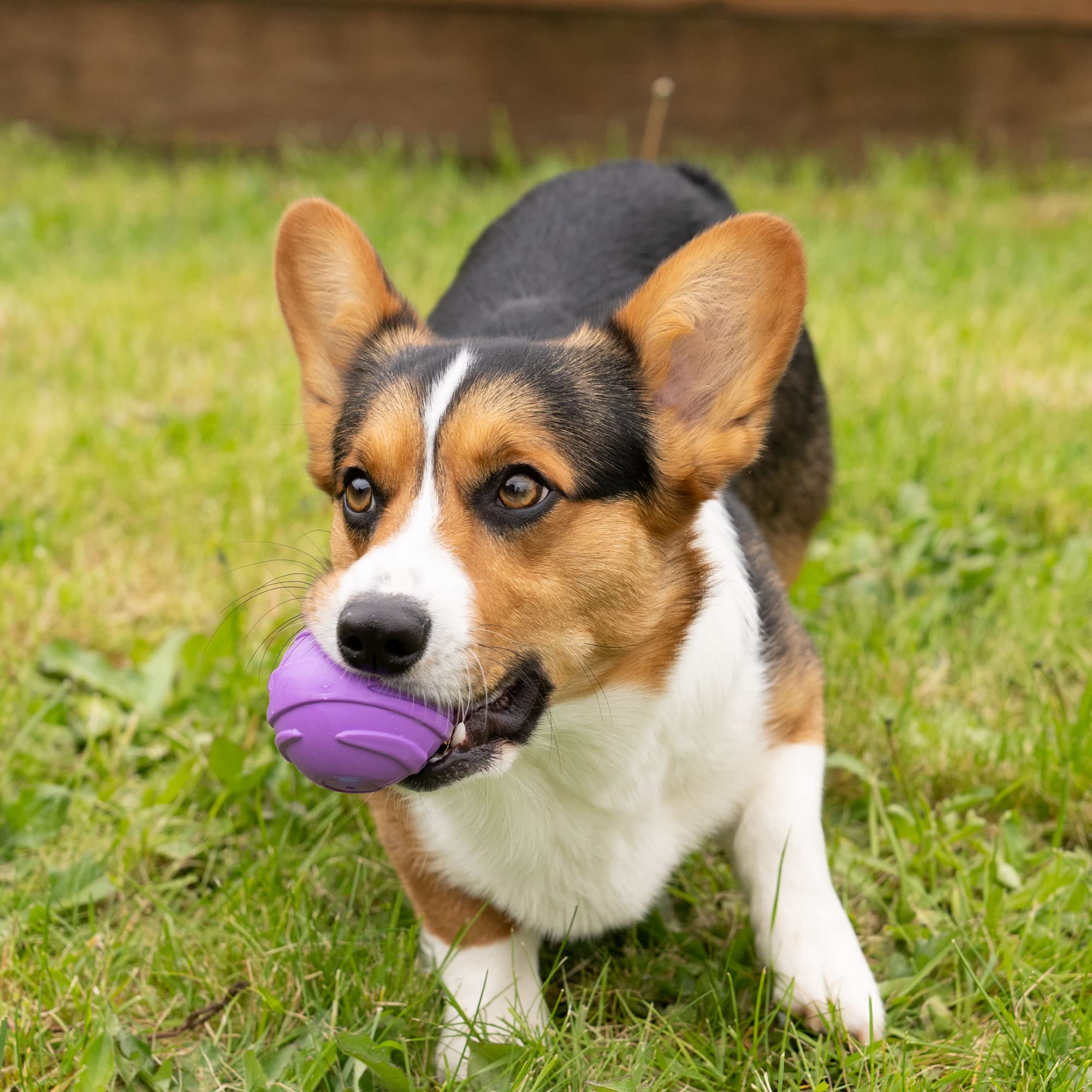 Furhaven Squeaky Ball Dog Toys - 2.5" Fetch Balls for Small/Medium Dogs, Set of 3, Space Pack, Compatible with Standard Launchers