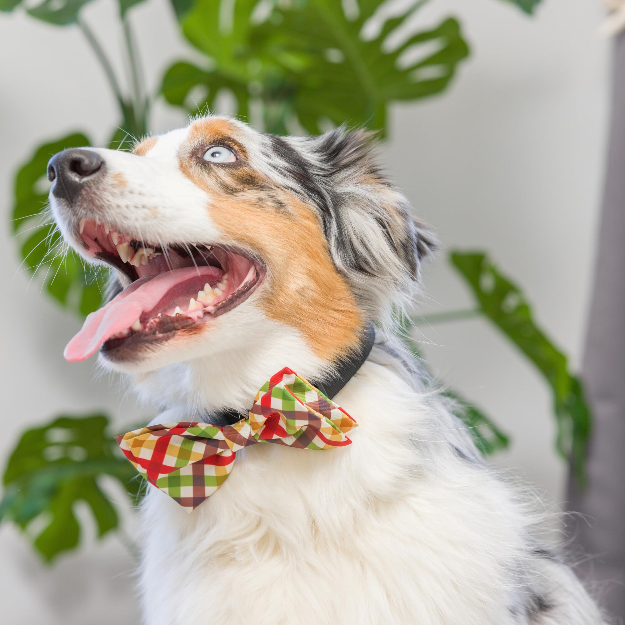 Huxley & Kent Bow Tie For Pets | Harvest Check (Extra-Large) | Fall Bow Tie Collar Attachment | Fun Bow Ties For Dogs & Cats | C