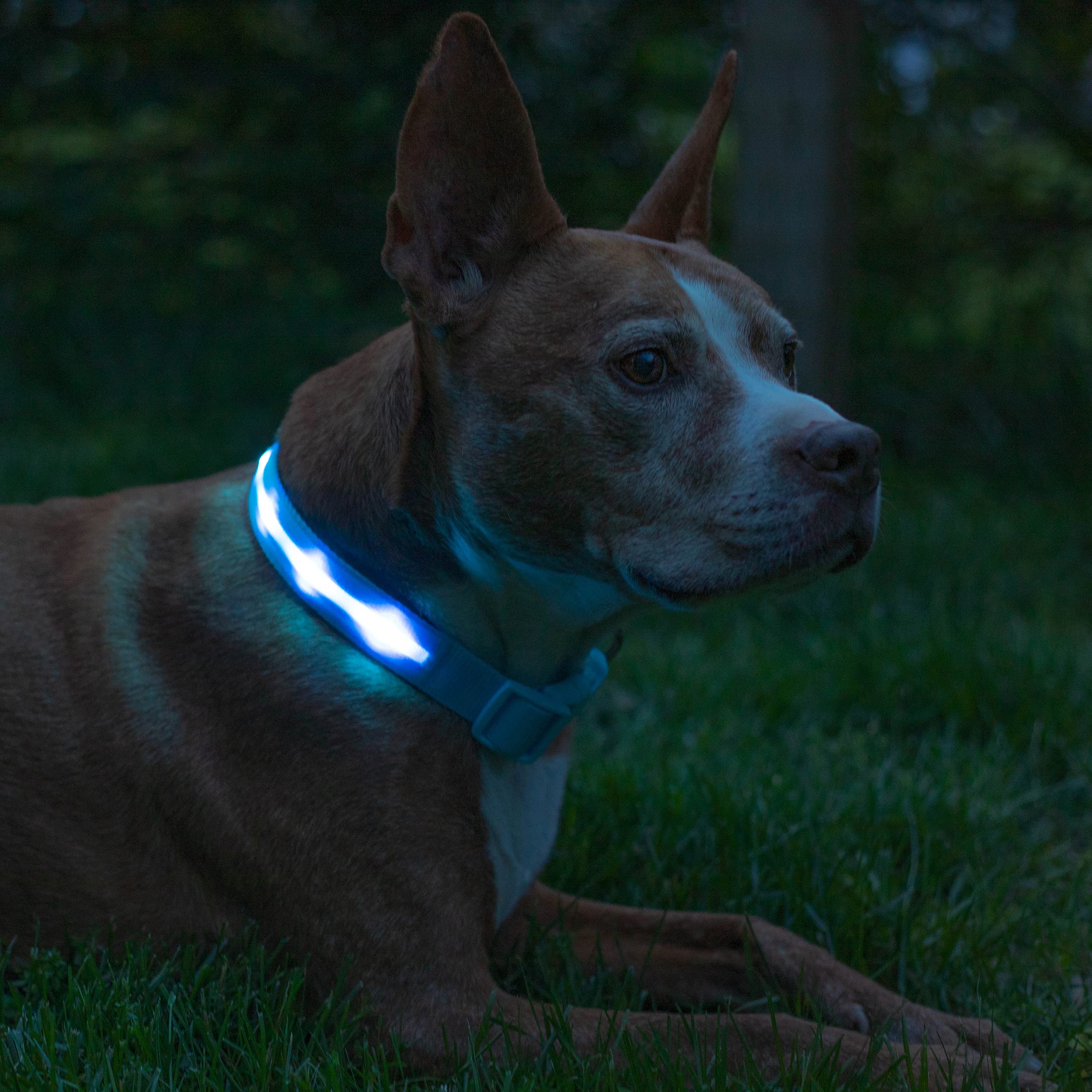 Blazin Light Up Dog Collar - The Original Led Dog Collar - Usb Rechargeable - Waterproof - 1,000 Feet Of Visibility - Dog Collar