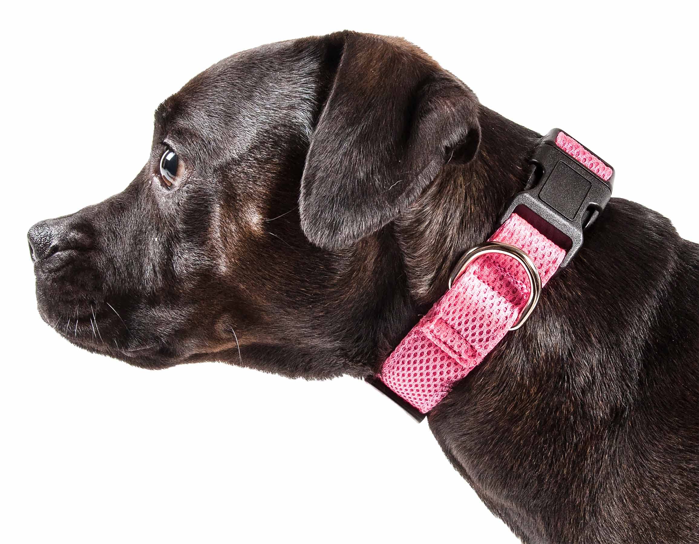 Pet Life  Aero Mesh Dual Sided Comfortable and Breathable Adjustable Pet Collar - Mesh Dog Collar with Stainless stell Dog Lea