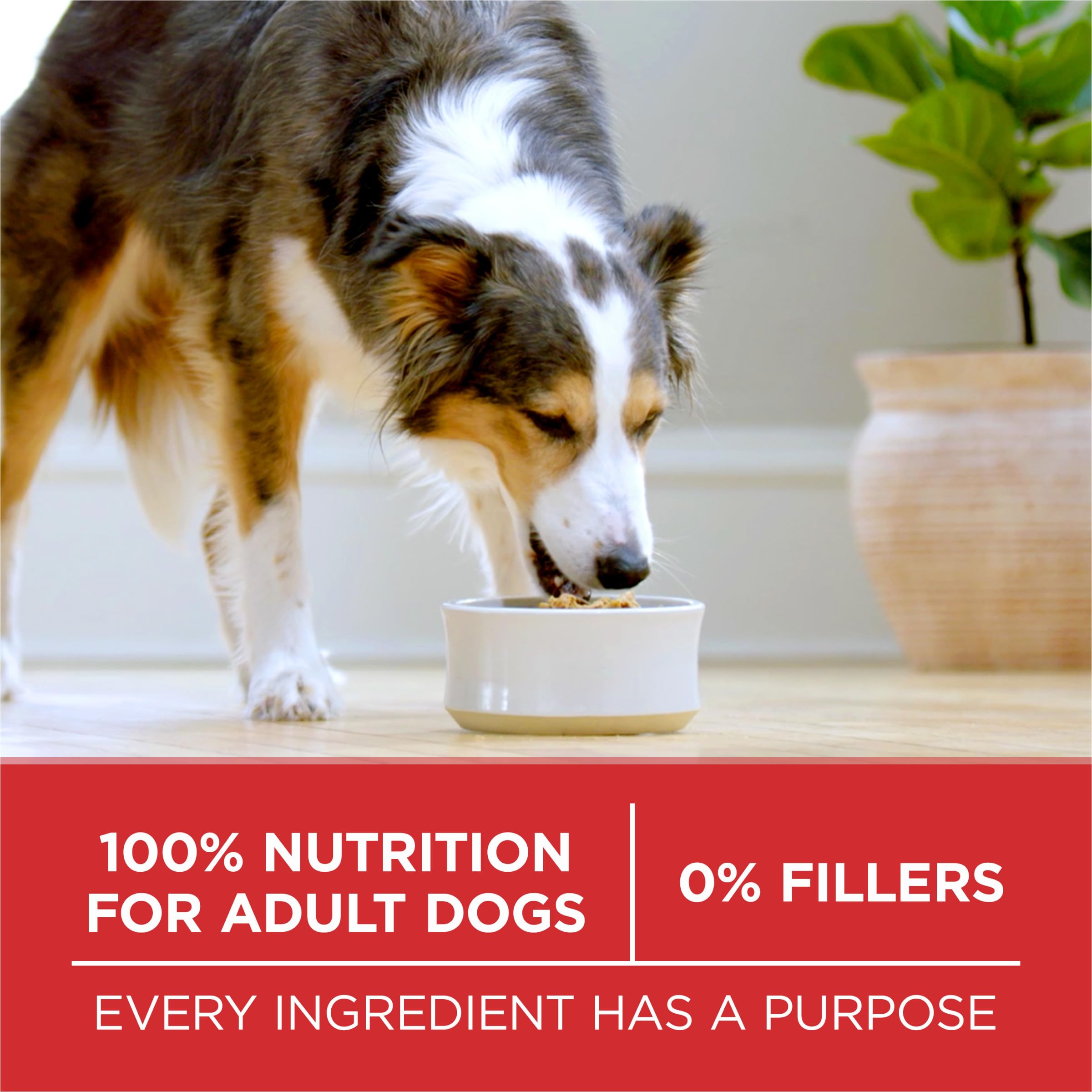 Purina ONE Small Bites Beef and Rice Formula Small High Protein Dry Dog Food Natural With Added Vitamins, Minerals and Nutrients