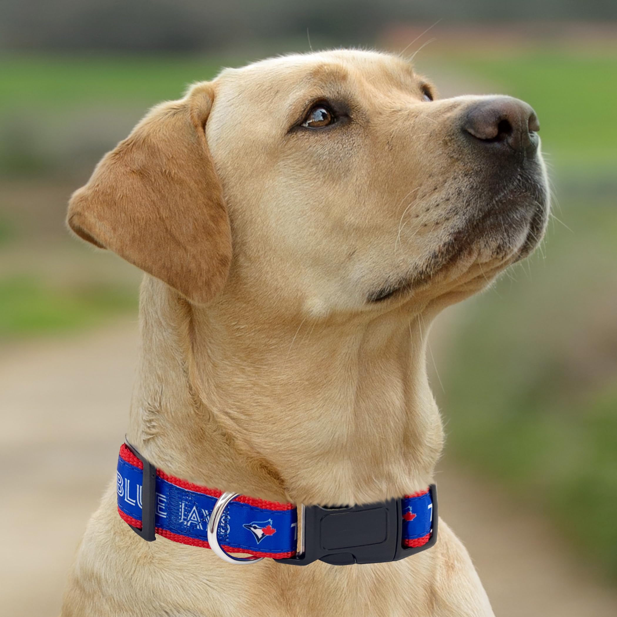 Mlb Pet Toronto Blue Jays Dog Collar, Small - Baseball Team Collar For Dogs & Cats - Shiny & Colorful, Licensed By The Mlb