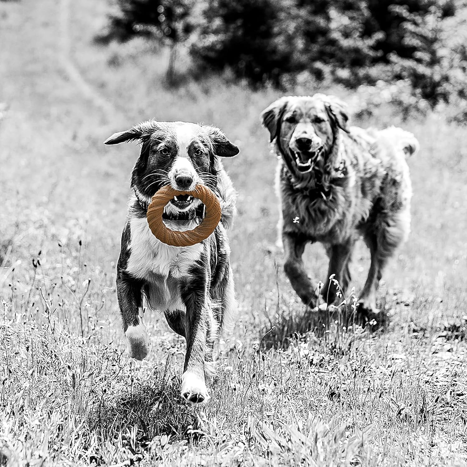 Pet Qwerks Barkbone Chew Ring Dog Toy - Chamomile Vanilla, 5.75" Nylon, Brown, Model 35045