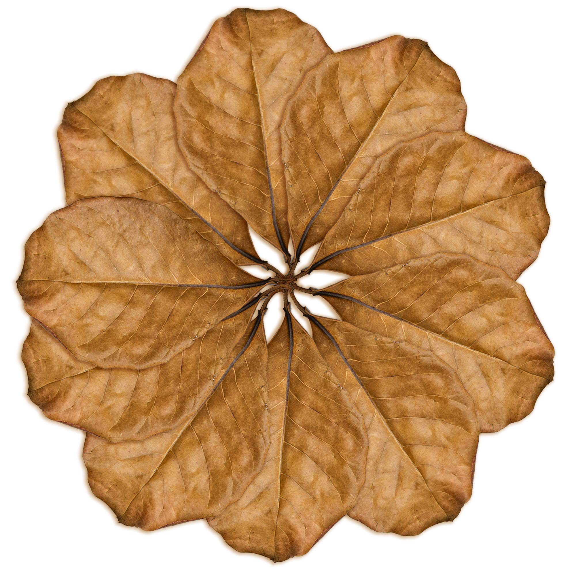 SunGrow 10 Pack Axolotl Indian Almond Leaves for Aquarium, 8-Inches, Catappa Leaf Soothes Pets Slime Skin, Aquarium Water Condit