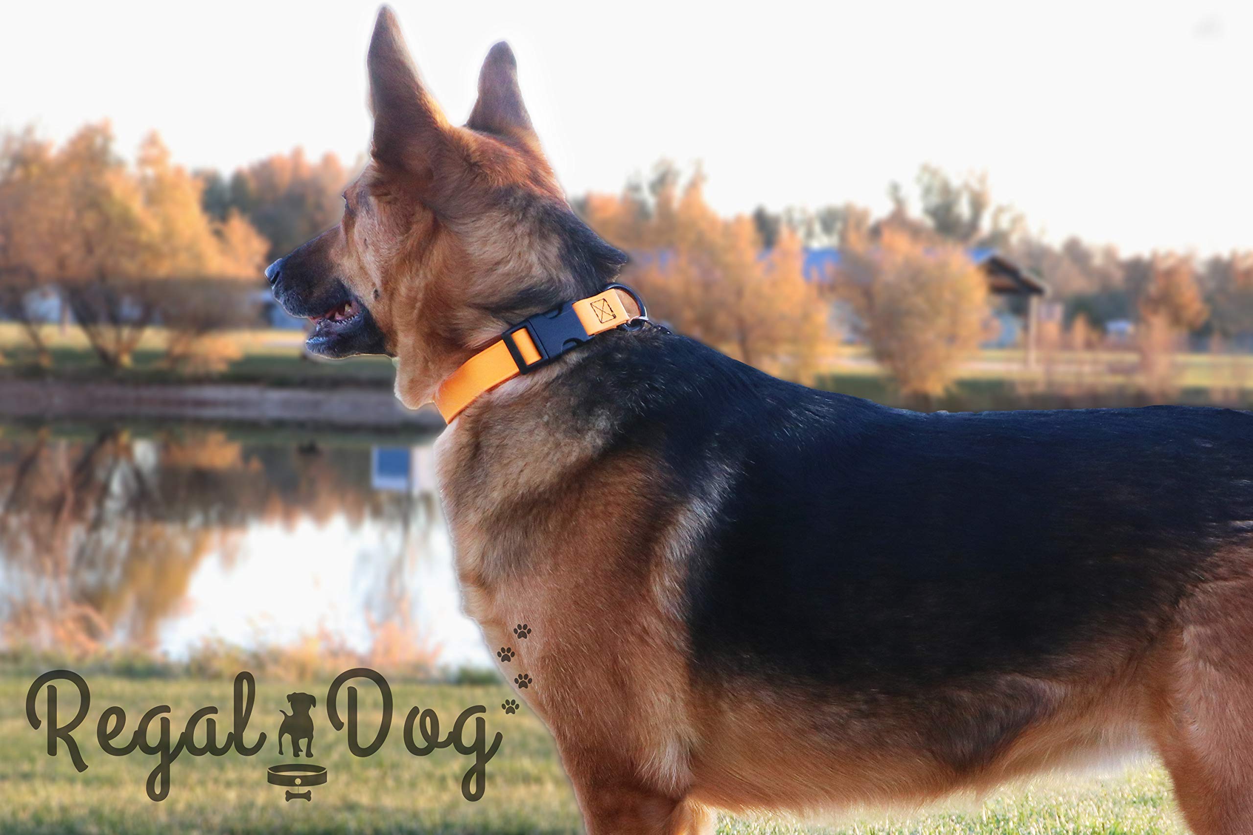 Regal Dog Products Custom Fit Small Teal Waterproof Collar With High Strength Buckle And Heavy Duty Ring – Adjustable -Proof, Waterproof Training Collar For Small Dogs Or Puppy