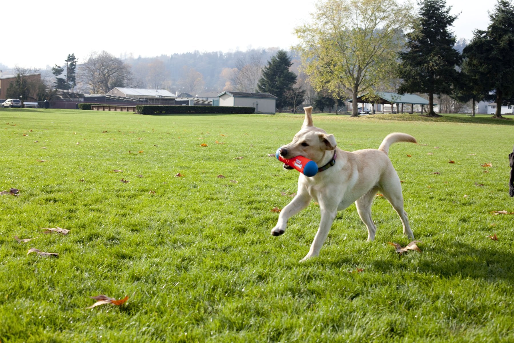 Chuckit! Tumble Bumper Dog Toy, Medium