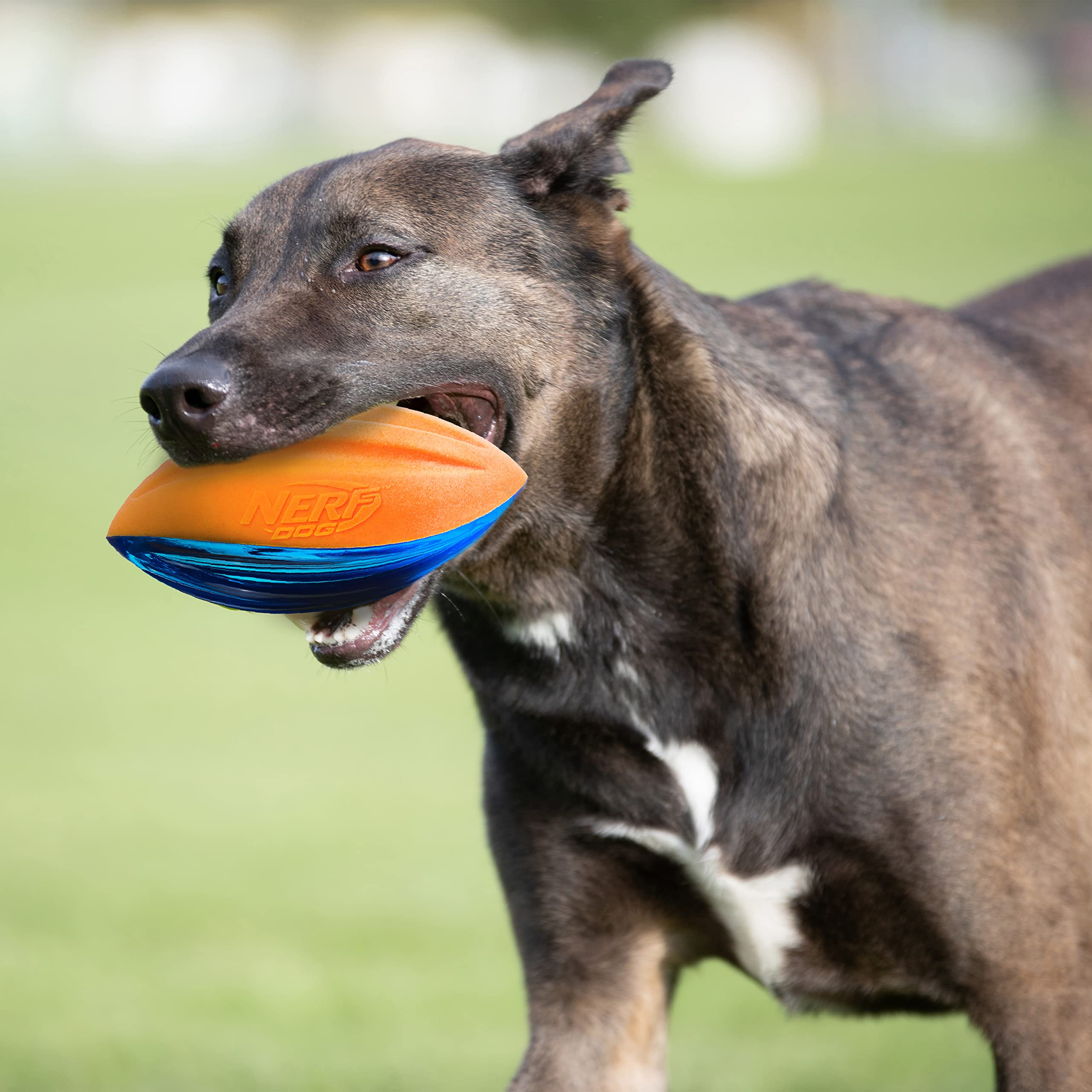 Nerf Dog Rubber Football Dog Toy With Interactive Squeaker, Lightweight, Durable And Water Resistant, 6 Inches, For Medium/Large Breeds, Single Unit, Blue And Orange