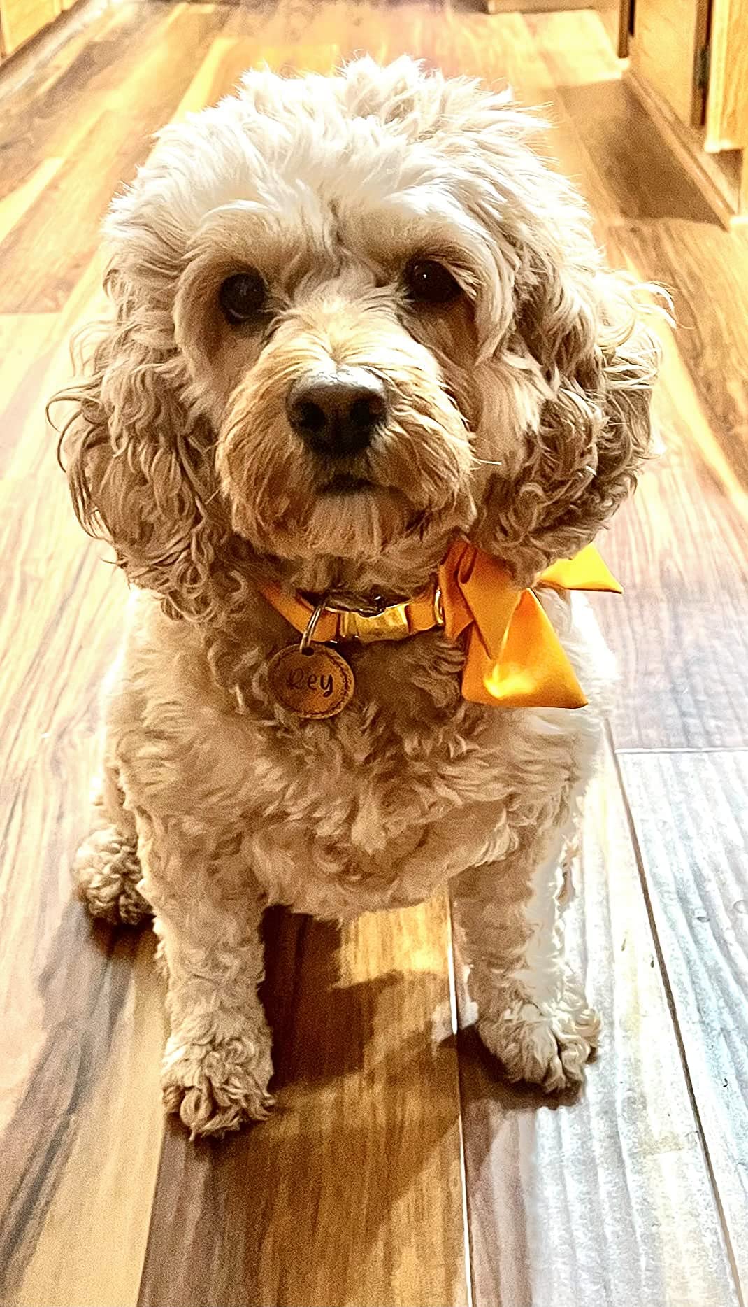 Maca Bates Dog Collar With Bow Bowtie For Dogs Solid Colors Sailor Bow Tie Adjustable Breakaway Yellow Collars Accessories Birth