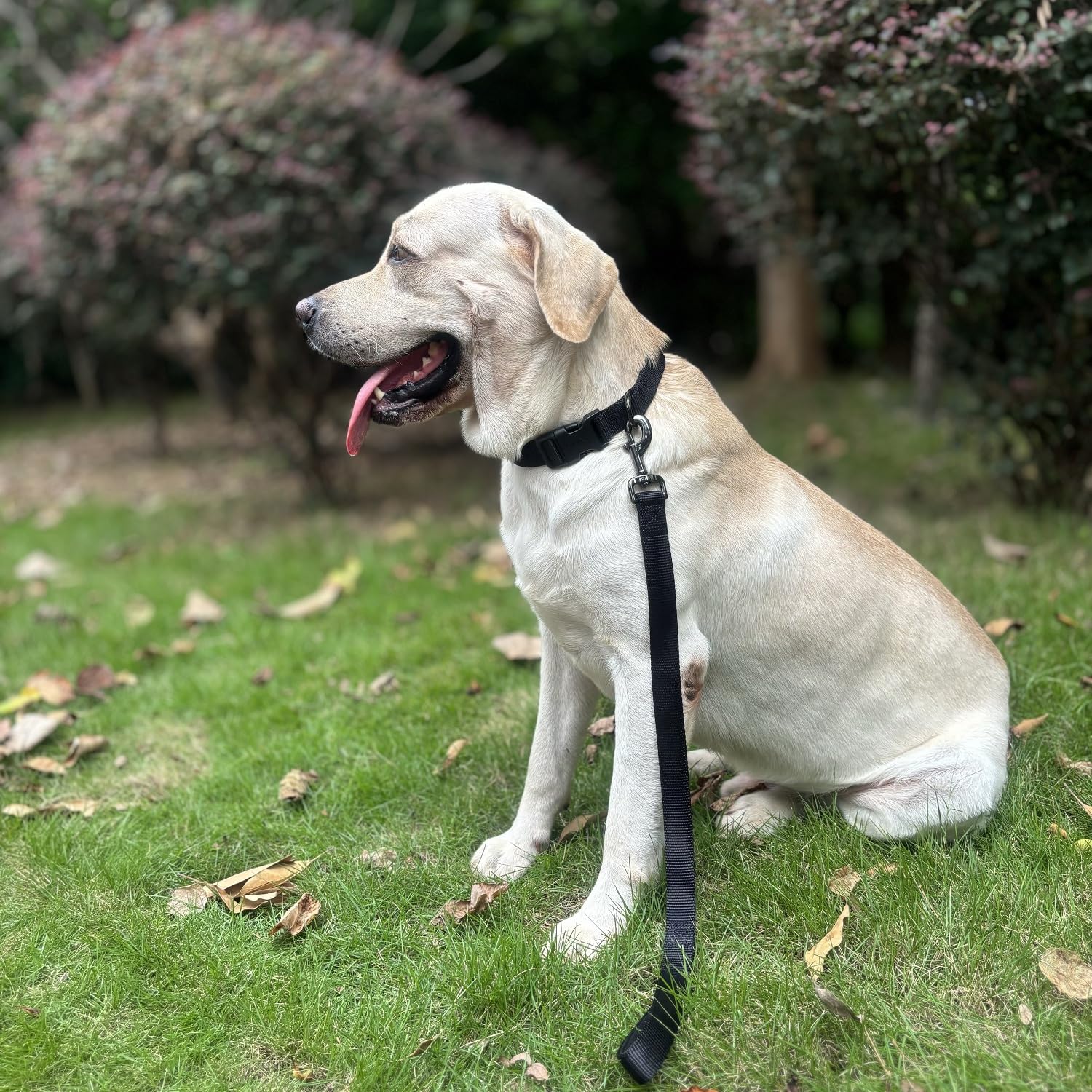 Cyclpet Premium 24 Inches Nylon Short Dog Leash With Heavy Duty Clasp And Comfortable Padded Handle For Large Medium Breed Dogs