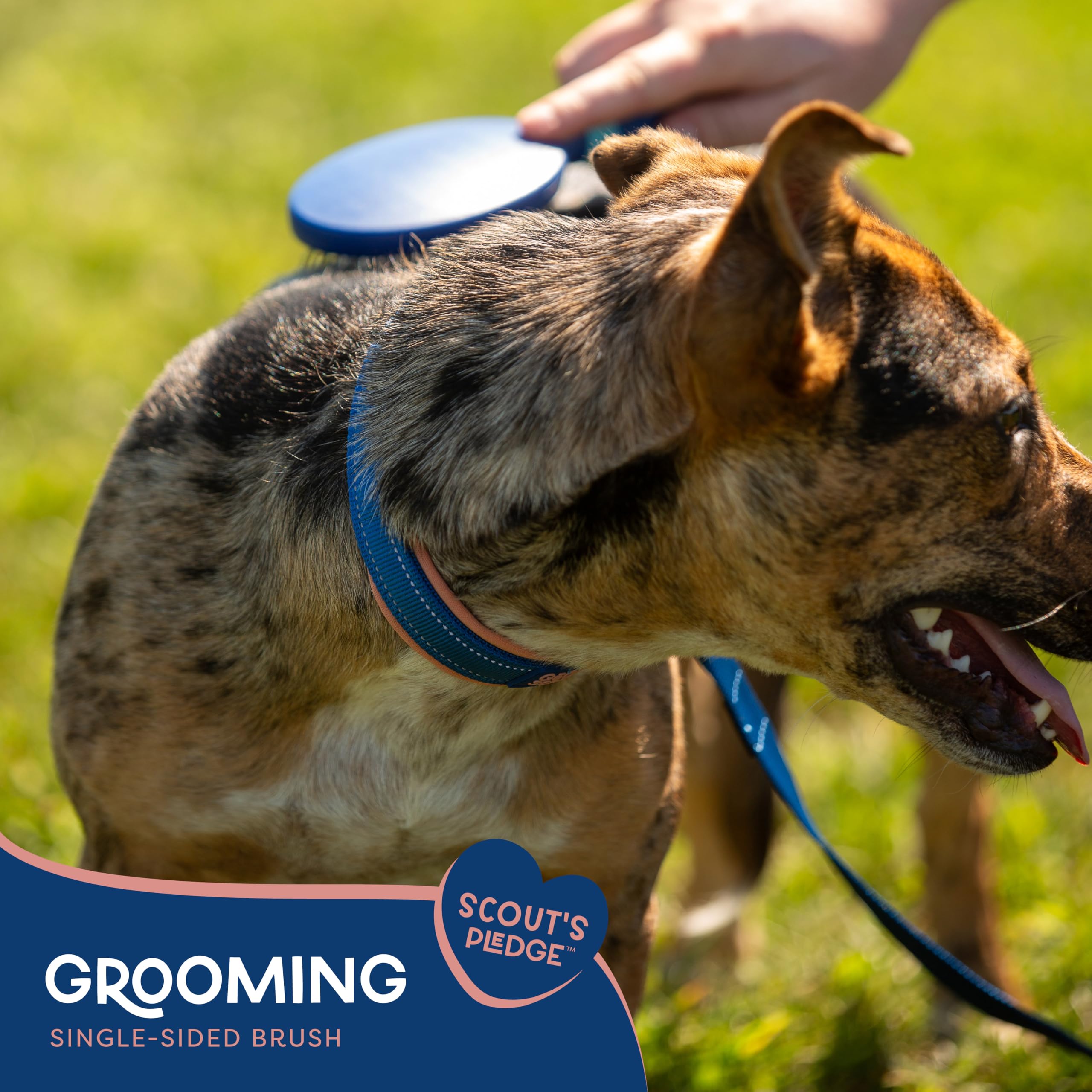 Good Scout Soft Steel Tip Brush - Best Pet Grooming Tool for Dogs & Cats, Gentle & Effective, Blue