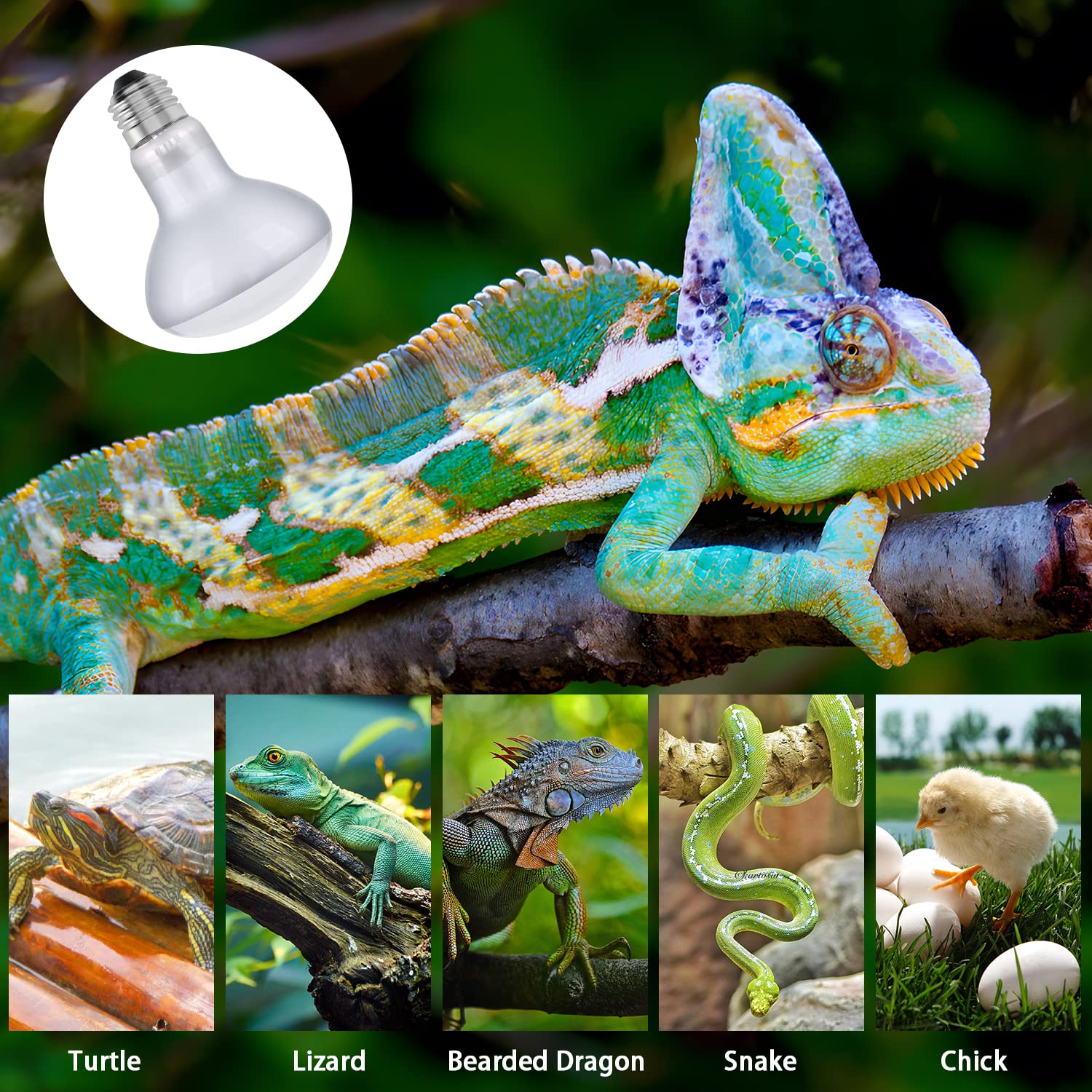 Dallfoll 2 Pack Reptile Heat Lamp Bulbs, 50W Amphibian Uva Basking Light Bulbs, Reptile Daylight Spot Light Bulbs For Turtle, Lizard, Beard Dragon