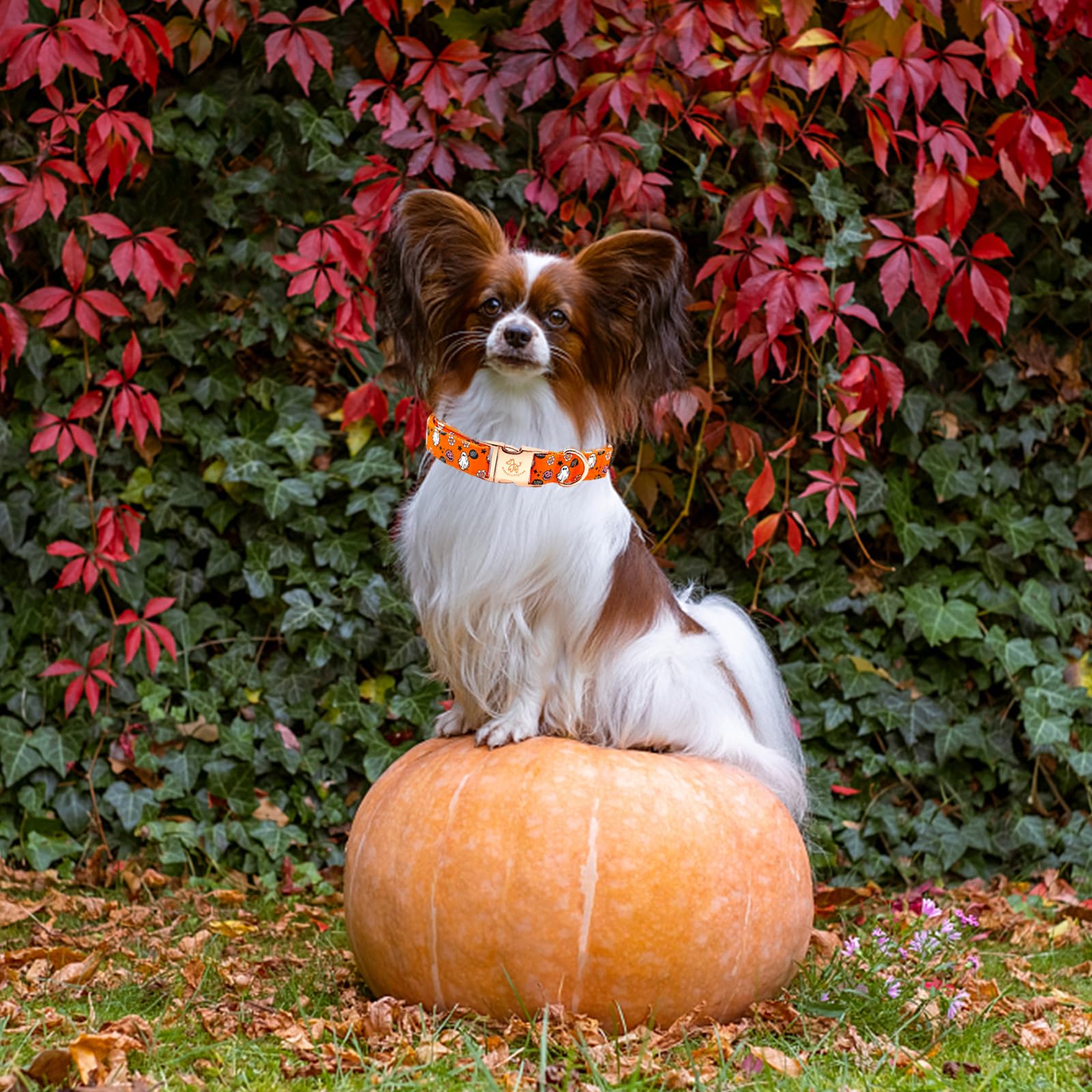 Elegant Little Tail Halloween Dog Collar - Pumpkin Print, Cotton With Metal Buckle, Adjustable For Medium Dogs