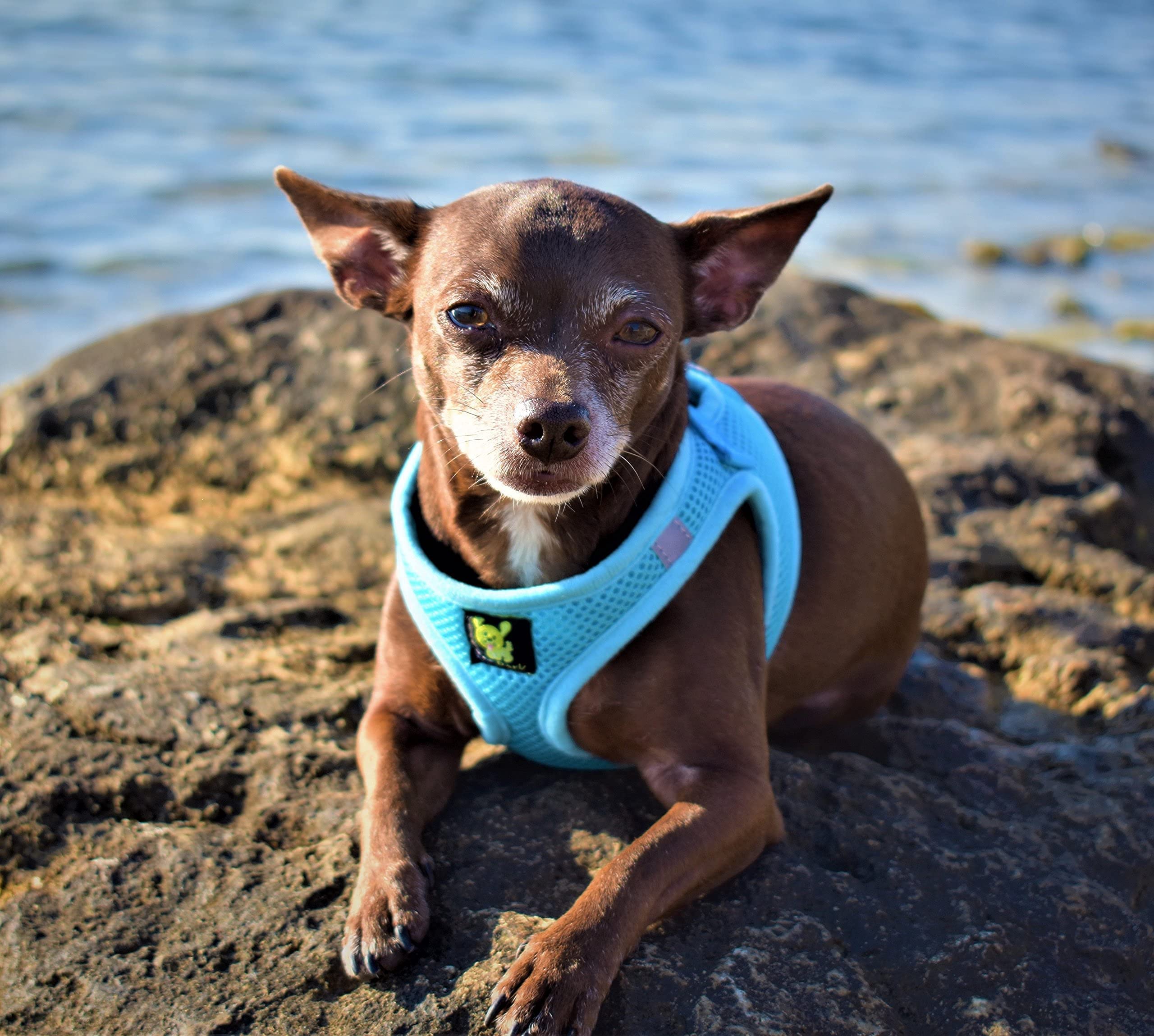 Ecobark Step In Dog Harness - Eco-Friendly Teacup Dog Harnesses For Xxs, Xs, And Small Dogs - Reflective And Adjustable Mini Bod