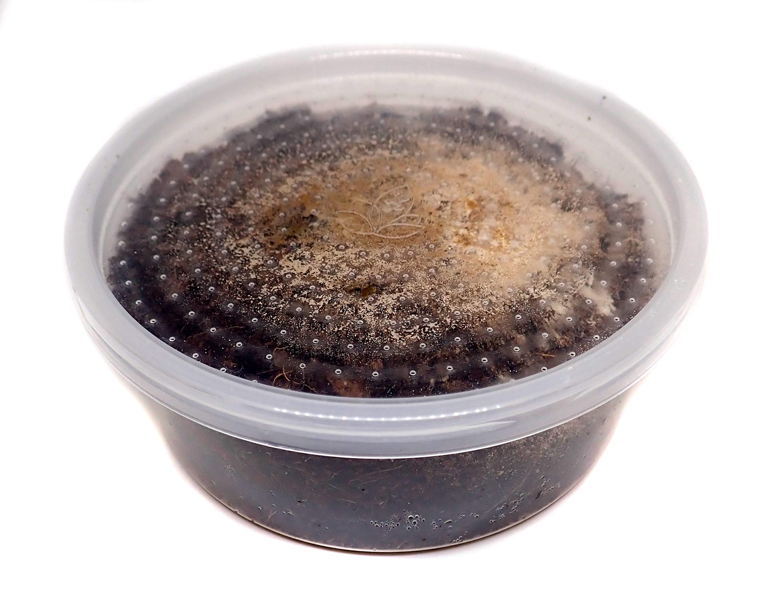 Joshs Frogs Temperate Springtail (Collembola) 8 oz Culture
